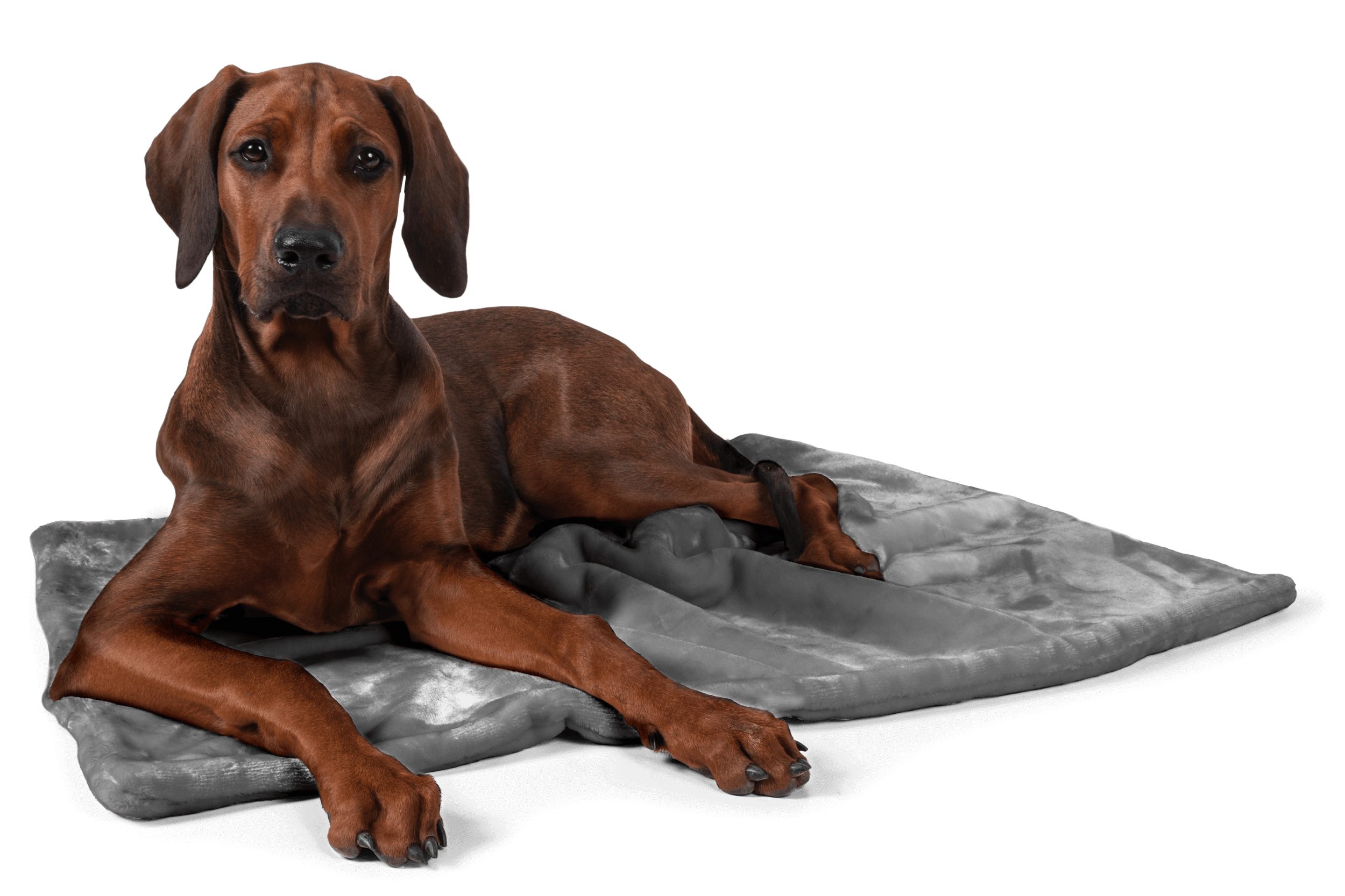 TrendPet Tierdecke Coco, Welpen-Kuscheldecke, Grau, 100% Polyester, in verschiedenen Größen erhältlich