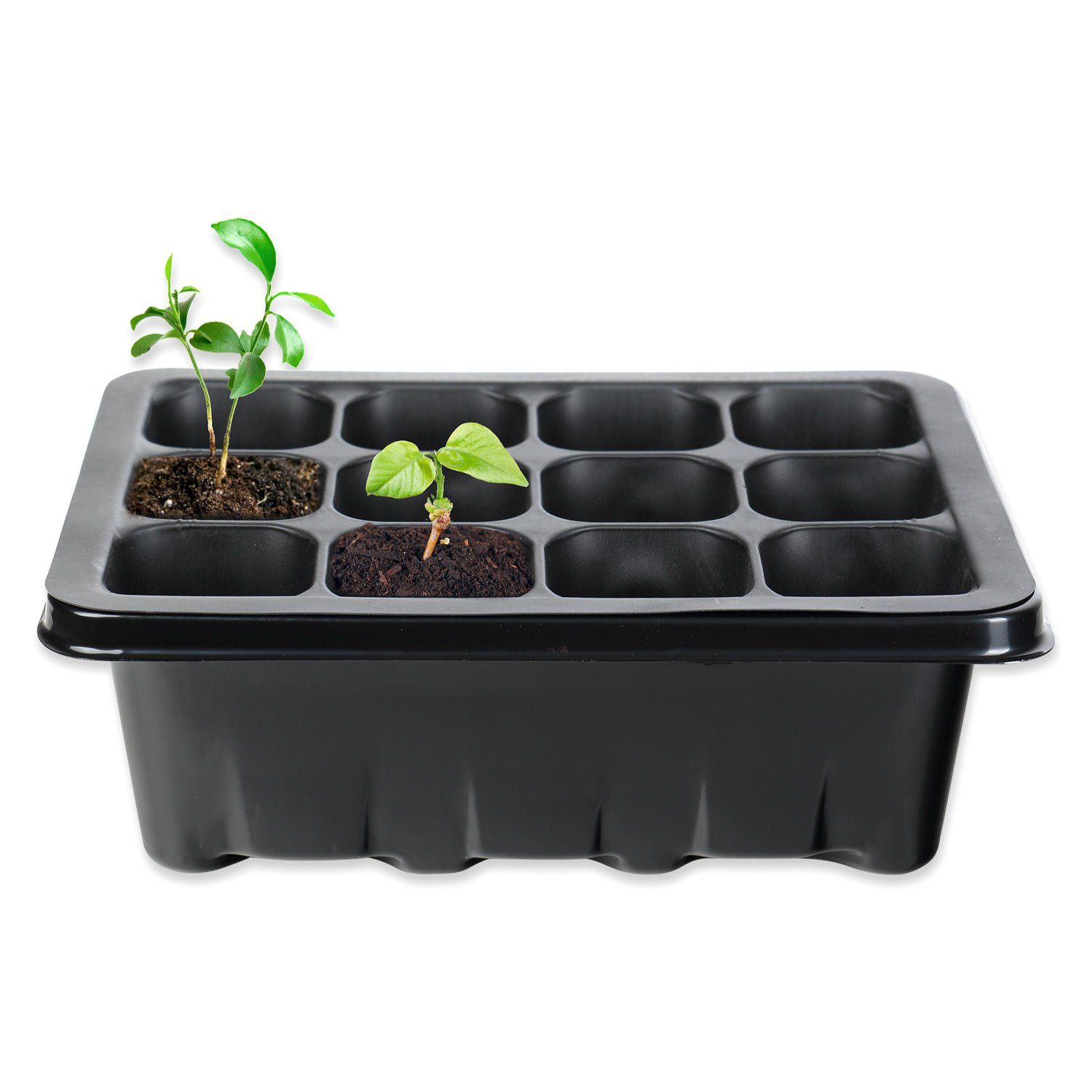 Schramm Frühbeet Schramm® Anzucht Set Gewächshaus günstig online kaufen