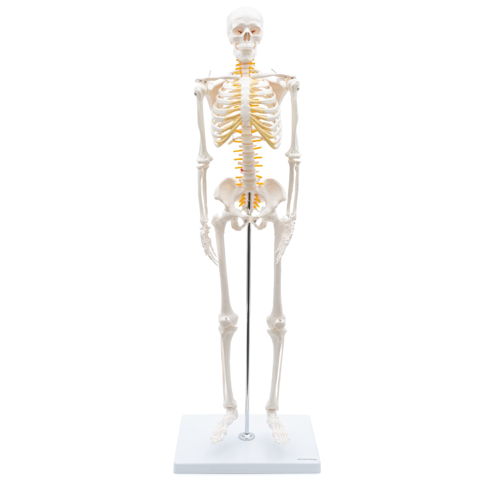 Cranstein Scientific Dekoobjekt Mini Skelett Anatomie Modell 85cm mit Nerven flexible Gelenke auf Sta