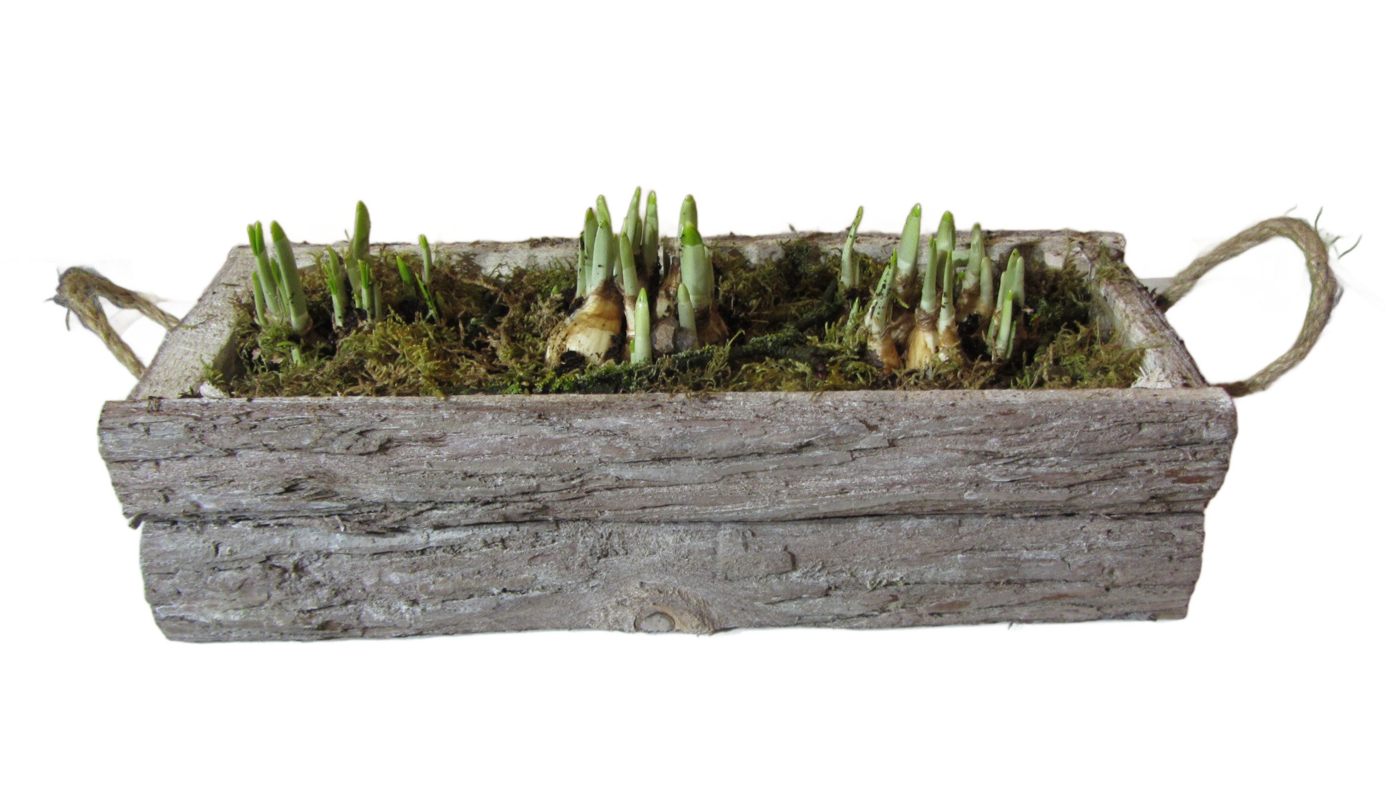 meinvipshop Kübelpflanzen Arrangement Frühling Holzkiste Narzissen