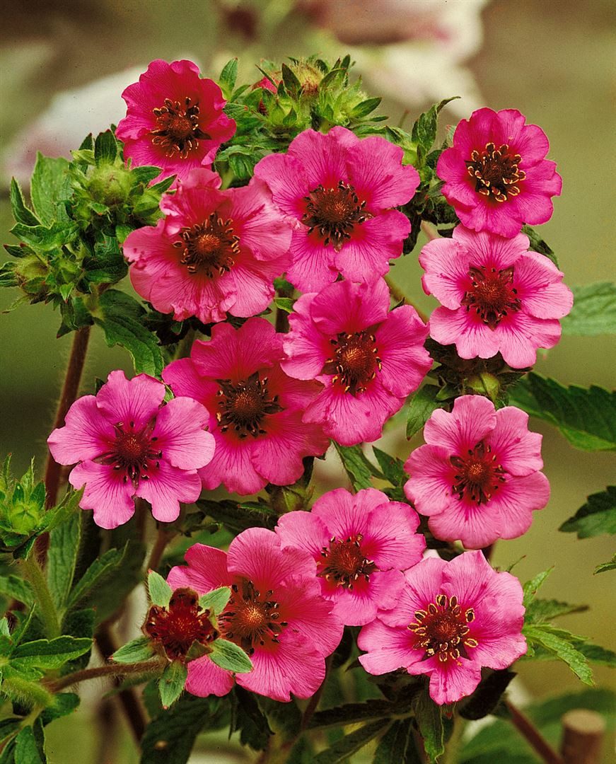 Pflanzen für Dich Почвопокровные растения Potentilla nepalensis Miss Willmott, 1 St., Nepal-Fingerkraut, Fingerstrauch, rosarot, lange blütezeit