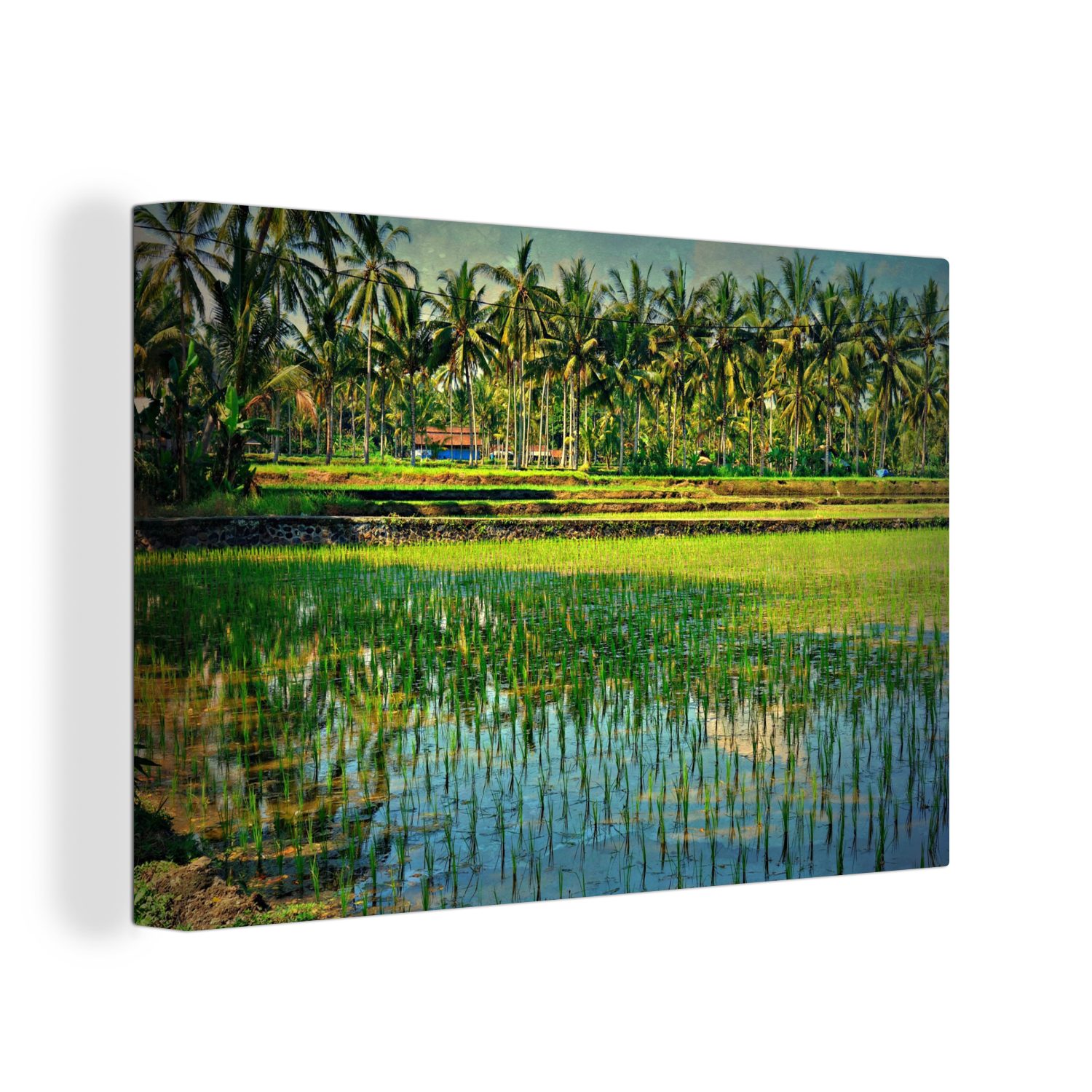 OneMillionCanvasses® Leinwandbild Reisfelder und Palmen in Asien, (1 St), Wandbild Leinwandbilder, Aufhängefertig, Wanddeko, 30x20 cm