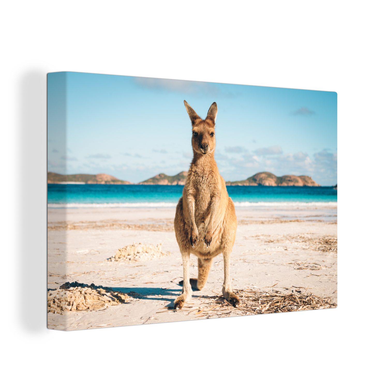 OneMillionCanvasses® Leinwandbild Känguru - Strand - Australien, (1 St), Wandbild Leinwandbilder, Aufhängefertig, Wanddeko, 30x20 cm
