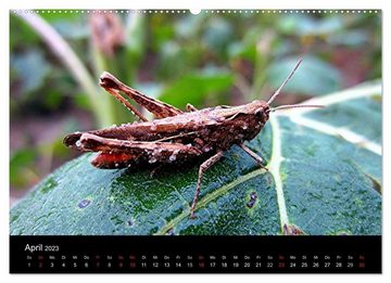 CALVENDO Wandkalender Makro-Kalender 2023 (Premium, hochwertiger DIN A2 Wandkalender 2023, Kunstdruck in Hochglanz)