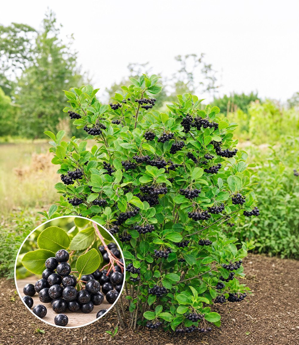 BALDUR Garten Obstpflanze Vitaminbeere 'Aronia Viking', 1 St., Selbstbefruchtend,winterhart, essbar, pflegeleicht