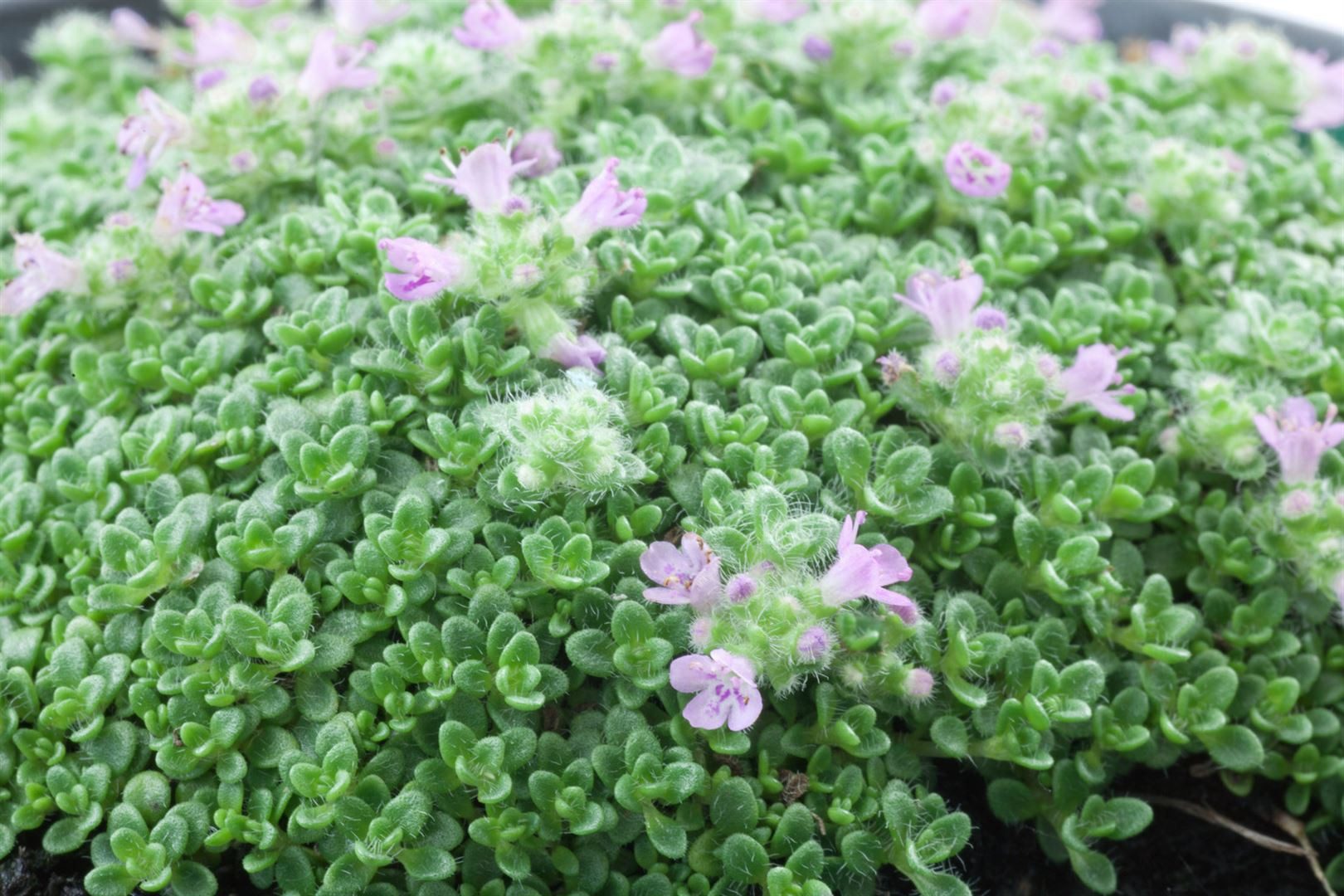 Pflanzen für Dich Staude Thymus praecox Minor, 1 St., Kriechender Thymian, Teppich-Thymian