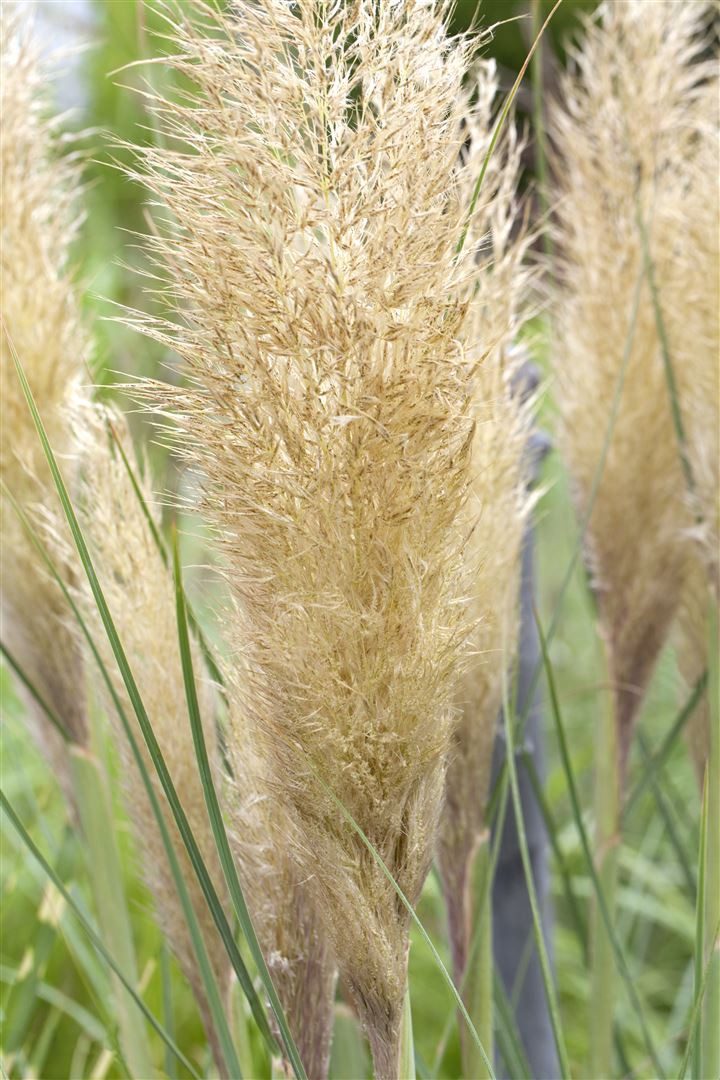 Pflanzen für Dich Gräser Cortaderia selloana Pumila, 1 St., Pampasgras, Silber-Pampasgras, kompakt, silbrigefiedrig