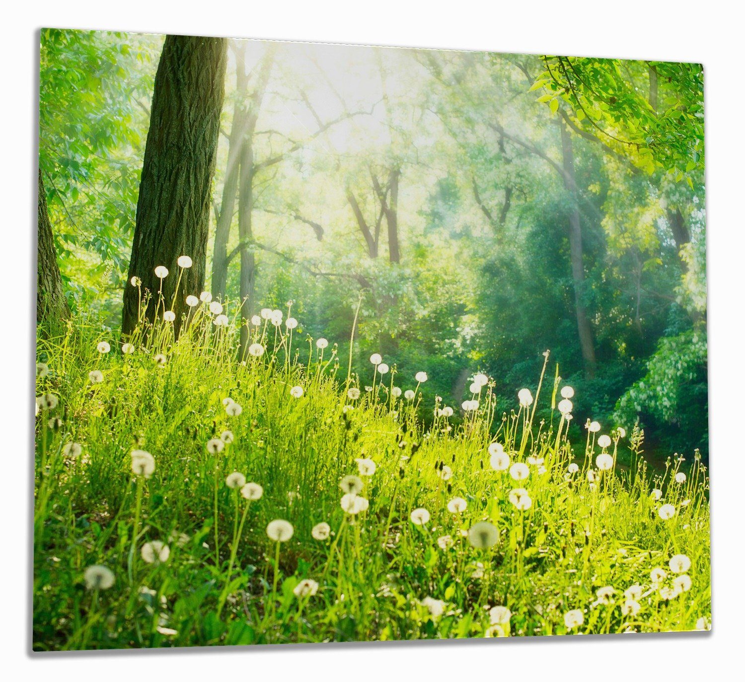 Wallario Herd-Abdeckplatte Pusteblumen im Wald mit einfallenden Sonnenstrahlen, ESG-Sicherheitsglas, (Glasplatte, 1 tlg., inkl. 5mm Noppen), verschiedene Größen