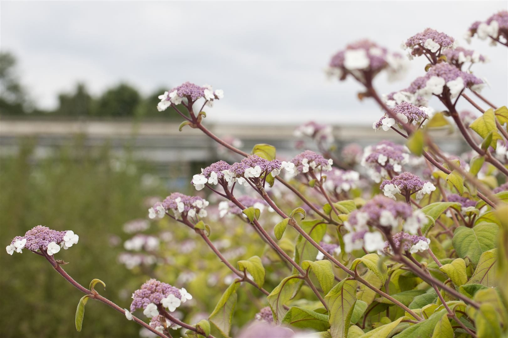 Pflanzen für Dich Gehölze Hydrangea aspera 'Macrophylla', 1 St., Raue Hortensie, Samthortensie – Bild 4 von 5