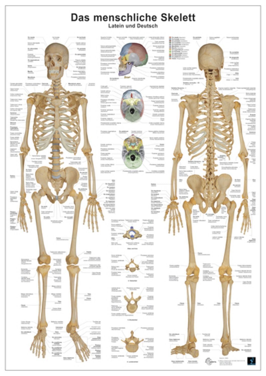 Anatomie Lerntafeln- Das menschliche Skelett / Christoph Oberdieck