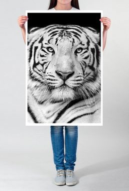 Sinus Art Poster Tierfotografie 60x90cm Poster Porträt eines weißen bengalischen Tigers schwarz weiß