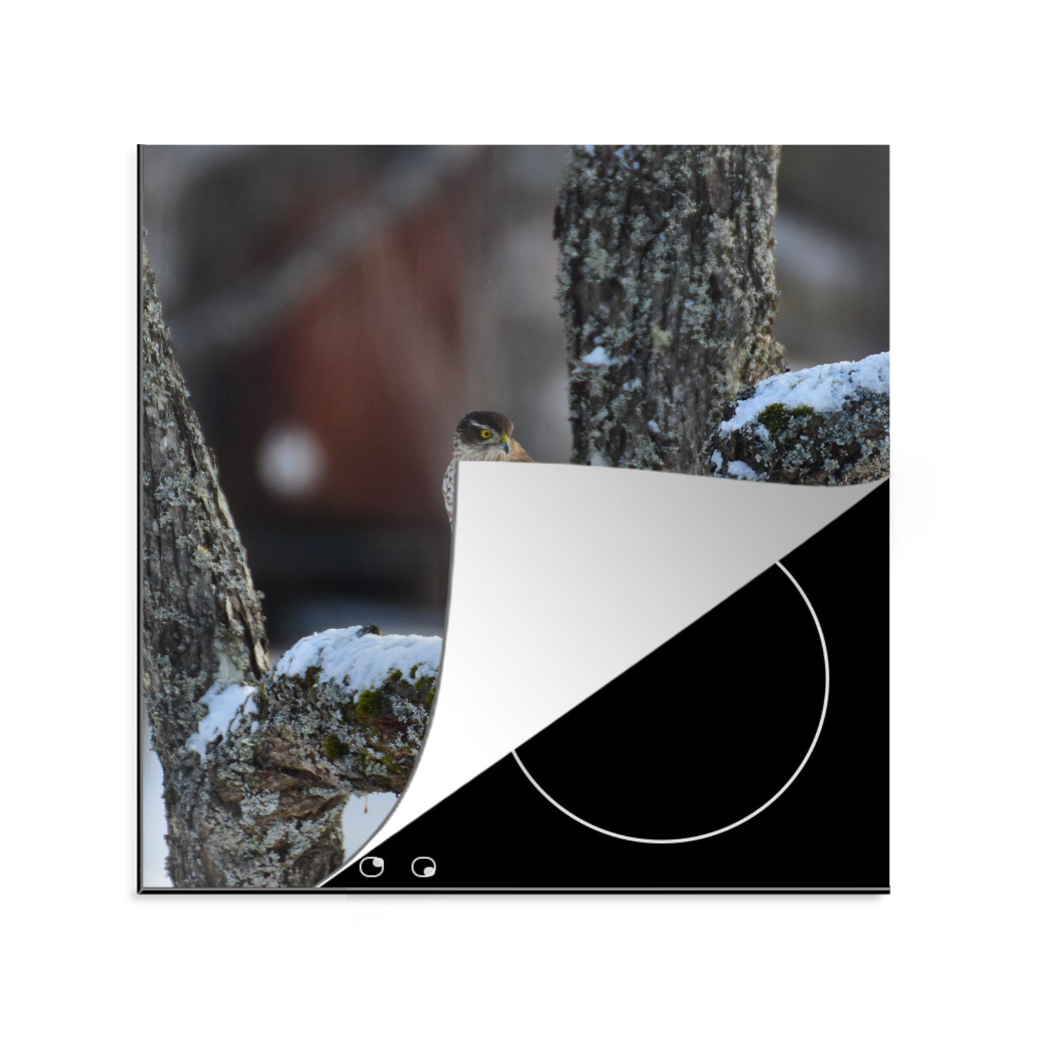 MuchoWow Herdblende-/Abdeckplatte Ein Falke auf einem Baumast, Vinyl, (1 tlg), 78x78 cm, Ceranfeldabdeckung, Arbeitsplatte für küche