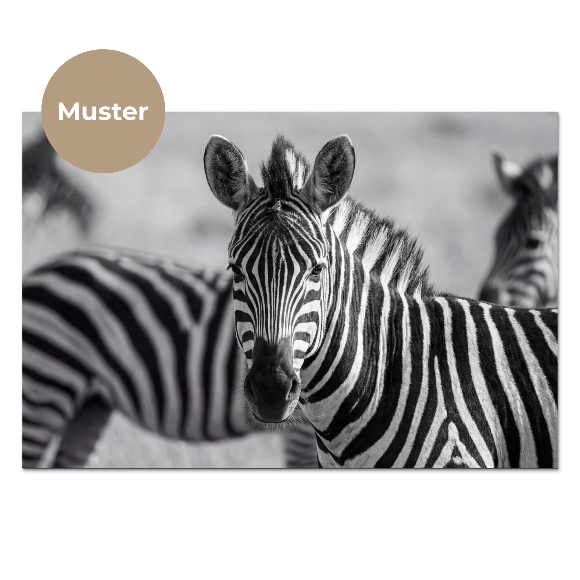 KitchenYeah Küchenrückwand Muster selbstklebend (keine Folie) Zebras - Schwarz - Weiß, (1-tlg), Spritzschutz, Küche, Rückwand, Küchenwand, Küchenfront, 30x20 cm