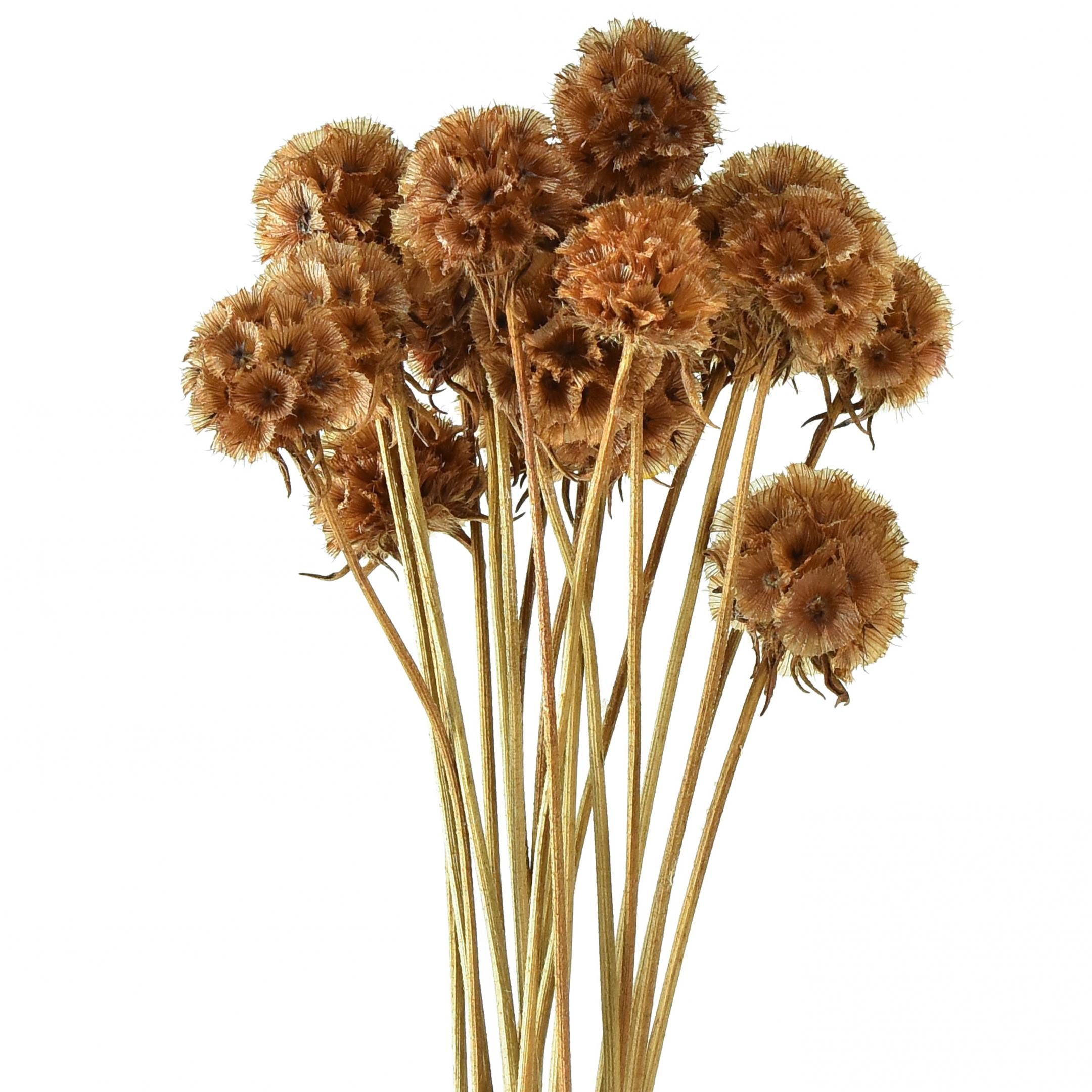 Trockenblume Scabiosa Naturtöne Trockenblumen Deko Skabiose Getrocknete Blumen für