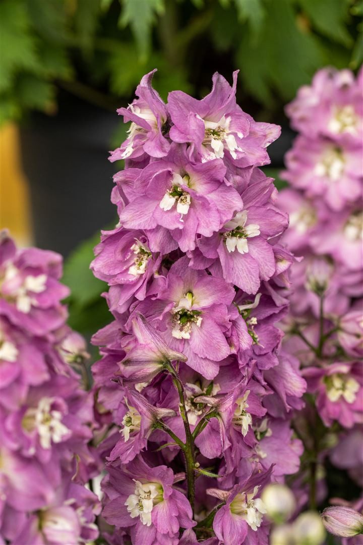 Pflanzen für Dich Staude Delphinium Pacific Astolat, 1 St., Rittersporn