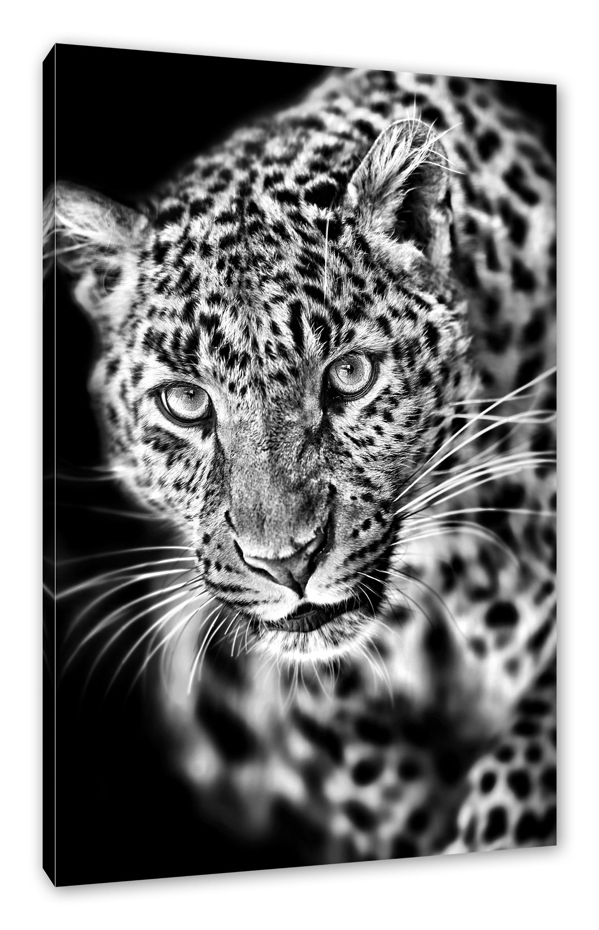 Pixxprint Leinwandbild Anmutiger Leopard, Anmutiger Leopard (1 St), Leinwandbild fertig bespannt, inkl. Zackenaufhänger