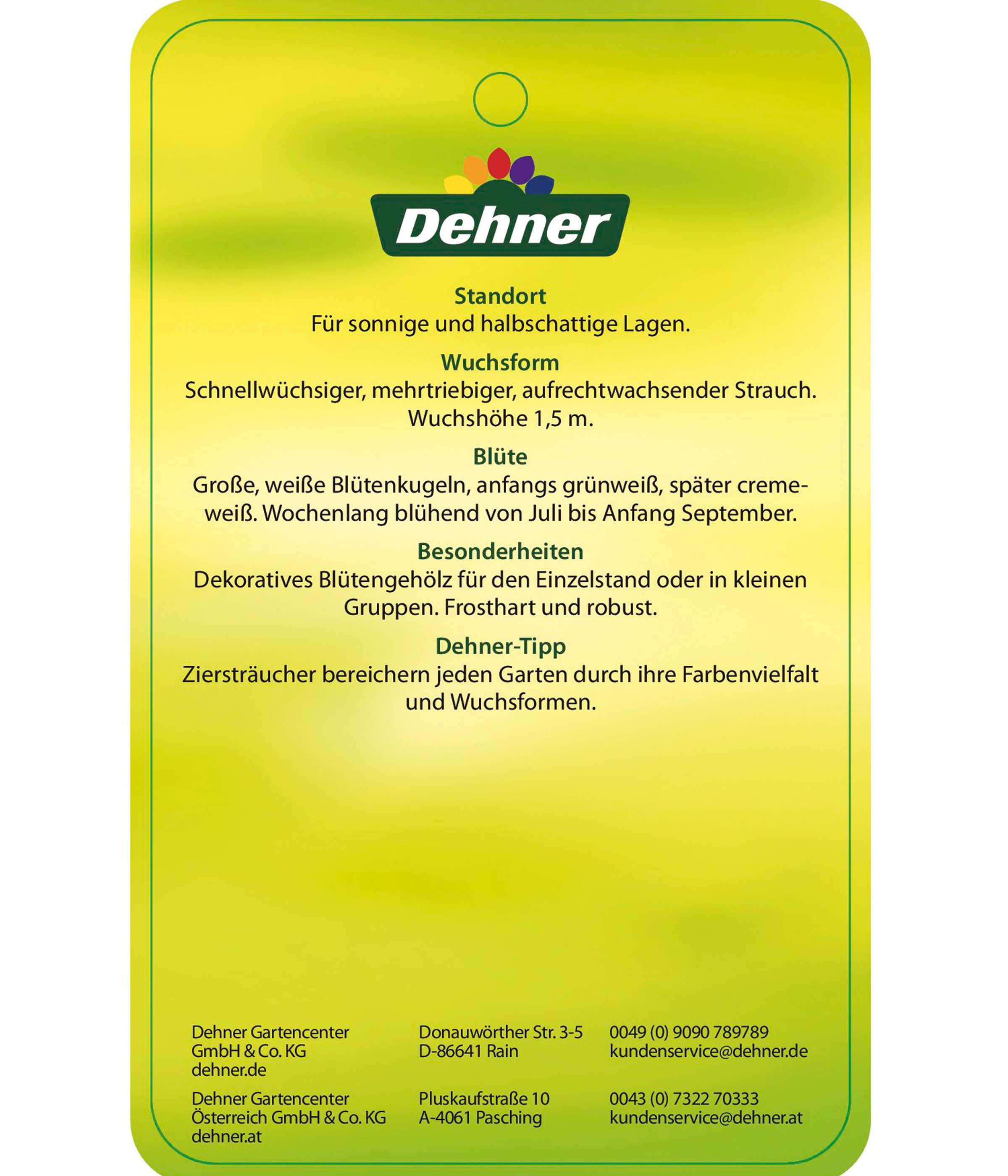 Dehner Zierstrauch Schneeball-Hortensie Strong Annabelle®, ca. 40 - 50 cm, creme-weiße Blütenbälle, lange Blütezeit – Bild 5 von 5