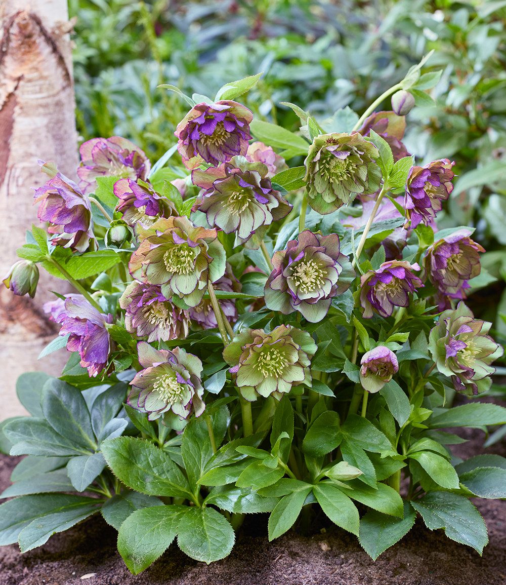 BALDUR Garten Staude Gefüllte Christrose 'Double Ellen® Green Picotée', 1 St., Lenzrose,winterhart, gefüllte Blüten, reichblühend, robust – Bild 2 von 3