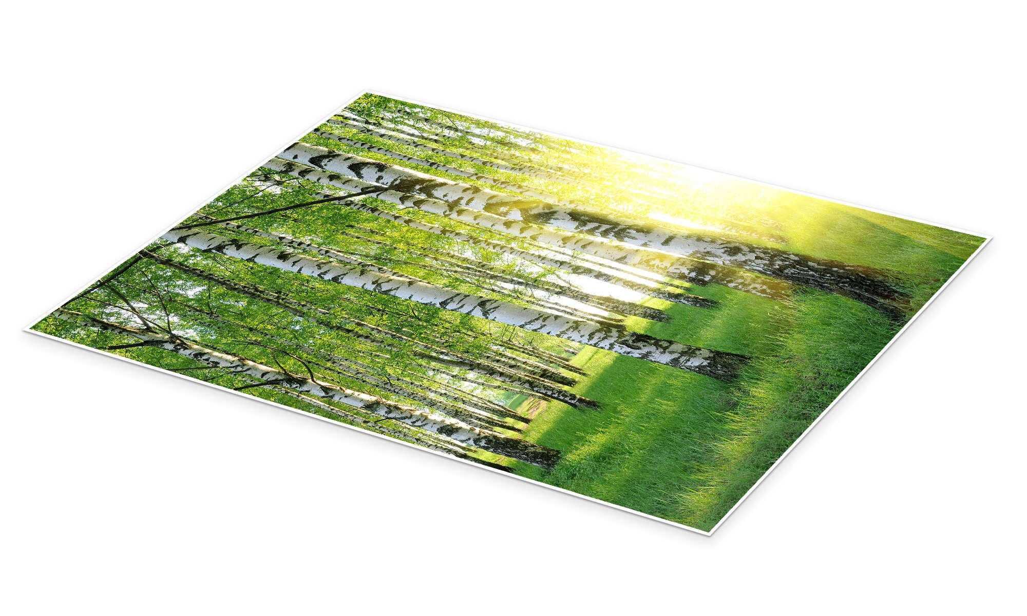 Posterlounge Wandbild Birken im Sommerwald, Editors Choice, erhältlich als Poster, Leinwandbild, Wandsticker oder Acrylglasbild