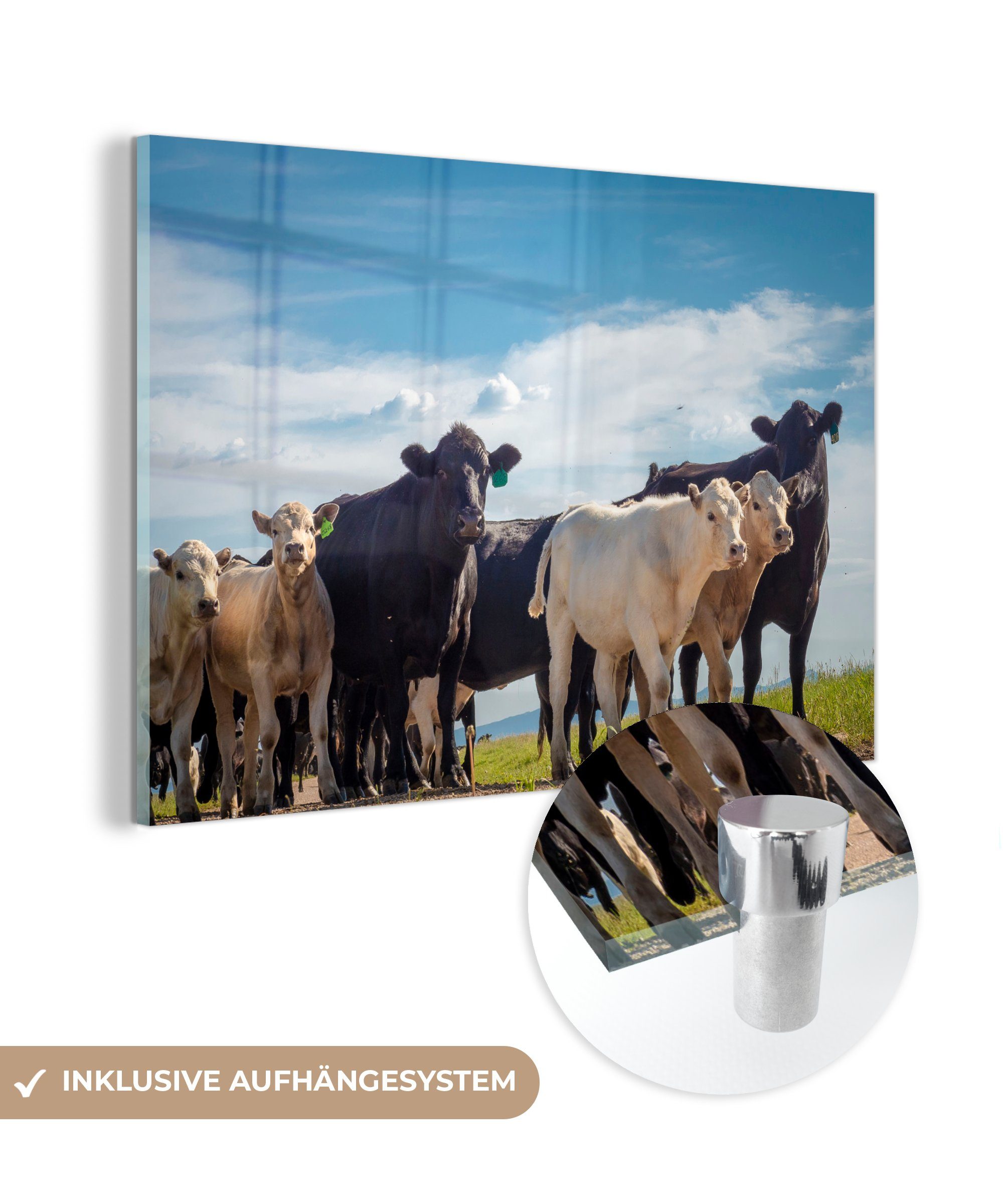 MuchoWow Acrylglasbild Tiere - Kuh - Luft, (1 St), Acrylglasbilder Wohnzimmer & Schlafzimmer