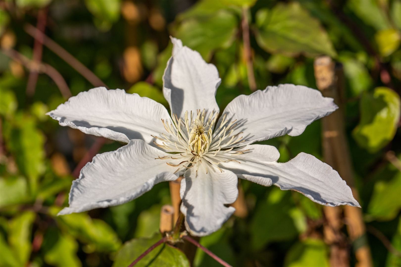 Pflanzen für Dich Kletterpflanze Clematis Hybride Destiny, 1 St., Clematis, Waldrebe, violettblühend, kletterpflanze