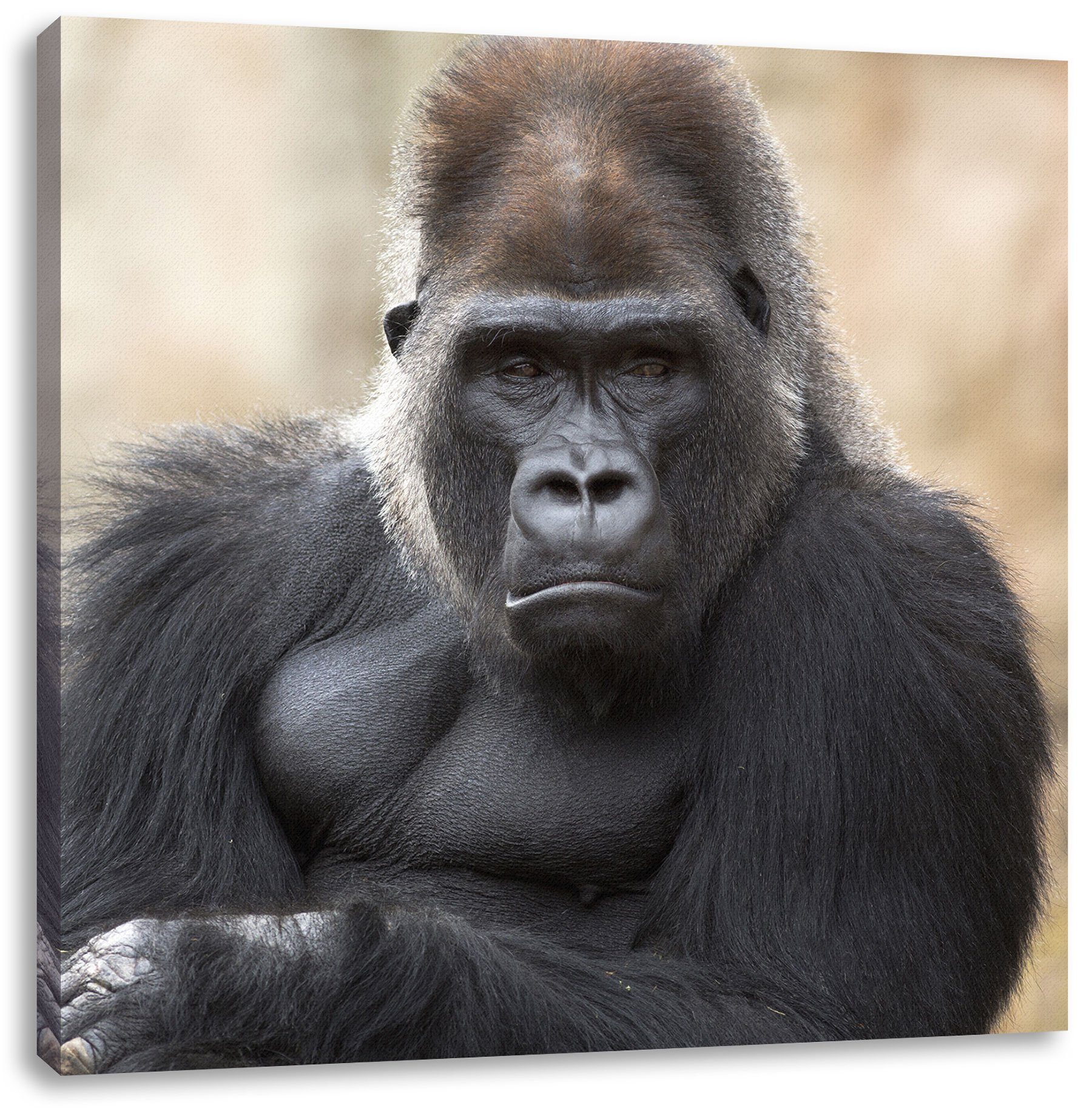 Pixxprint Leinwandbild gelangweilter Gorilla, gelangweilter Gorilla (1 St), Leinwandbild fertig bespannt, inkl. Zackenaufhänger