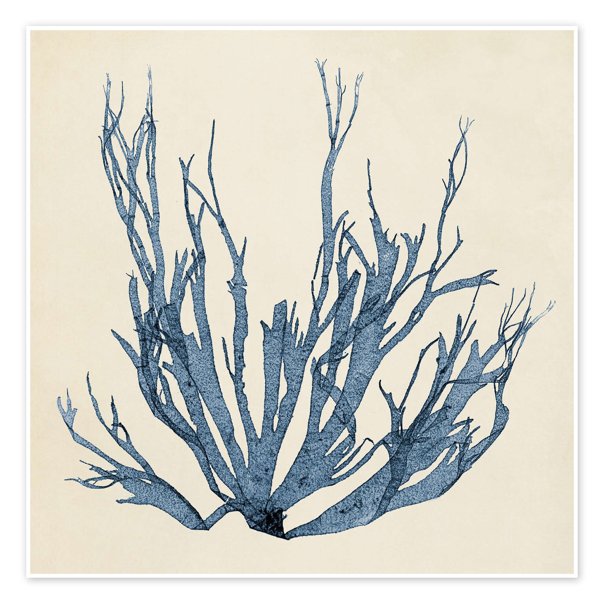 Posterlounge Wandbild Indigo Koralle VI, Vision Studio, erhältlich als Poster, Leinwandbild, Wandsticker oder Acrylglasbild
