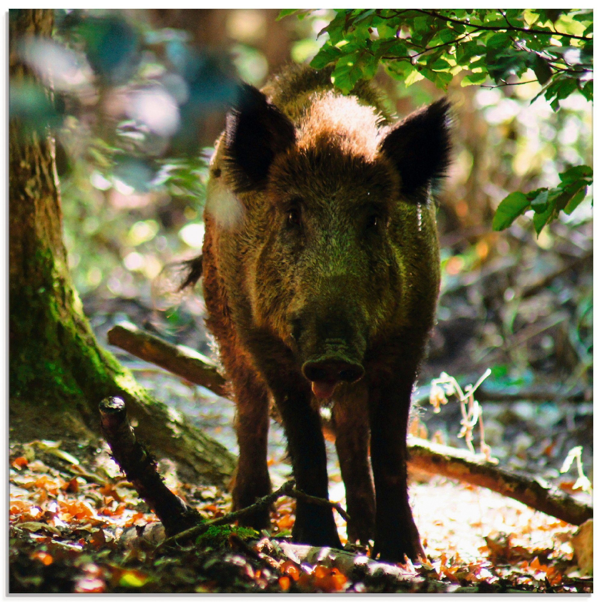 Artland Glasbild Wildschwein, Wildtiere (1 St), in verschiedenen Größen