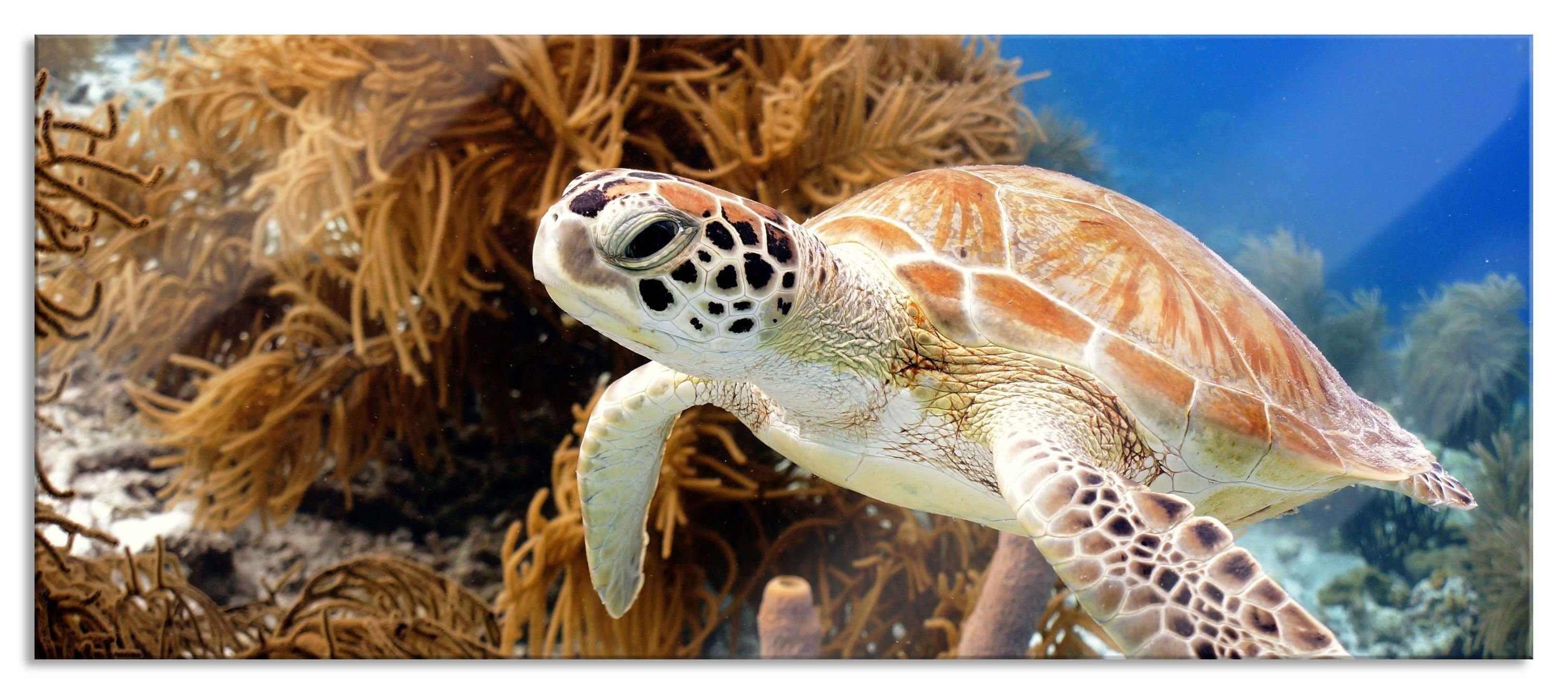 Pixxprint Glasbild Meeresschildkröte, Meeresschildkröte (1 Echtglas, St), inkl. Abstandshalter und Aufhängungen aus Glasbild