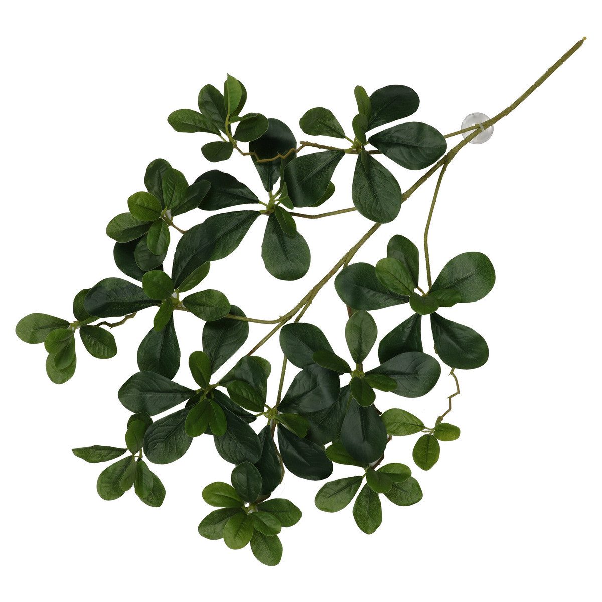 Terra Della Terrariendeko Hängepflanze Aralia grün