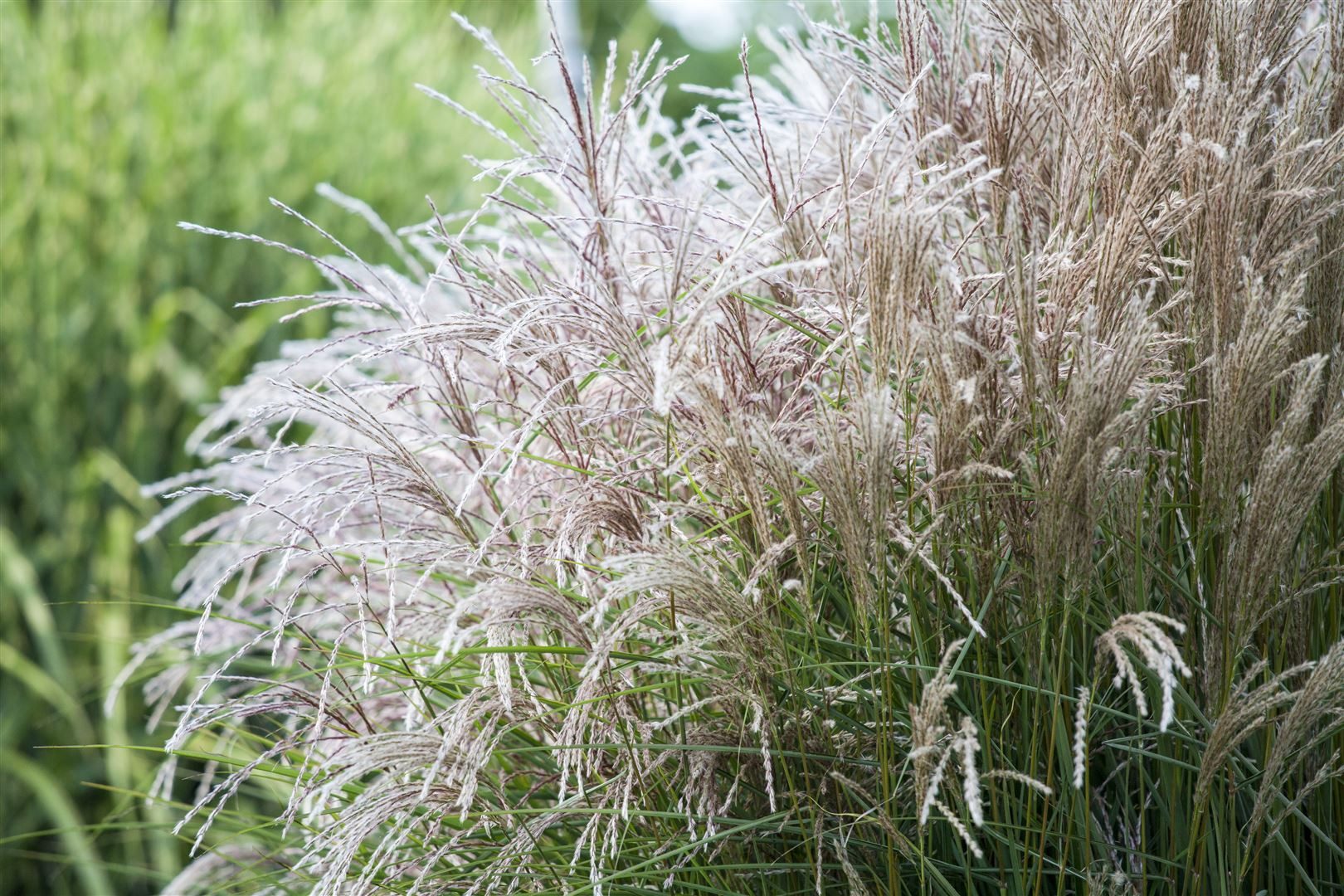 Pflanzen für Dich Gräser Miscanthus sinensis Große Silberblüte, 1 St., Chinaschilf, Silberfeder, Eulaliagras, silberne Blütenrispen, hoher Wuchs