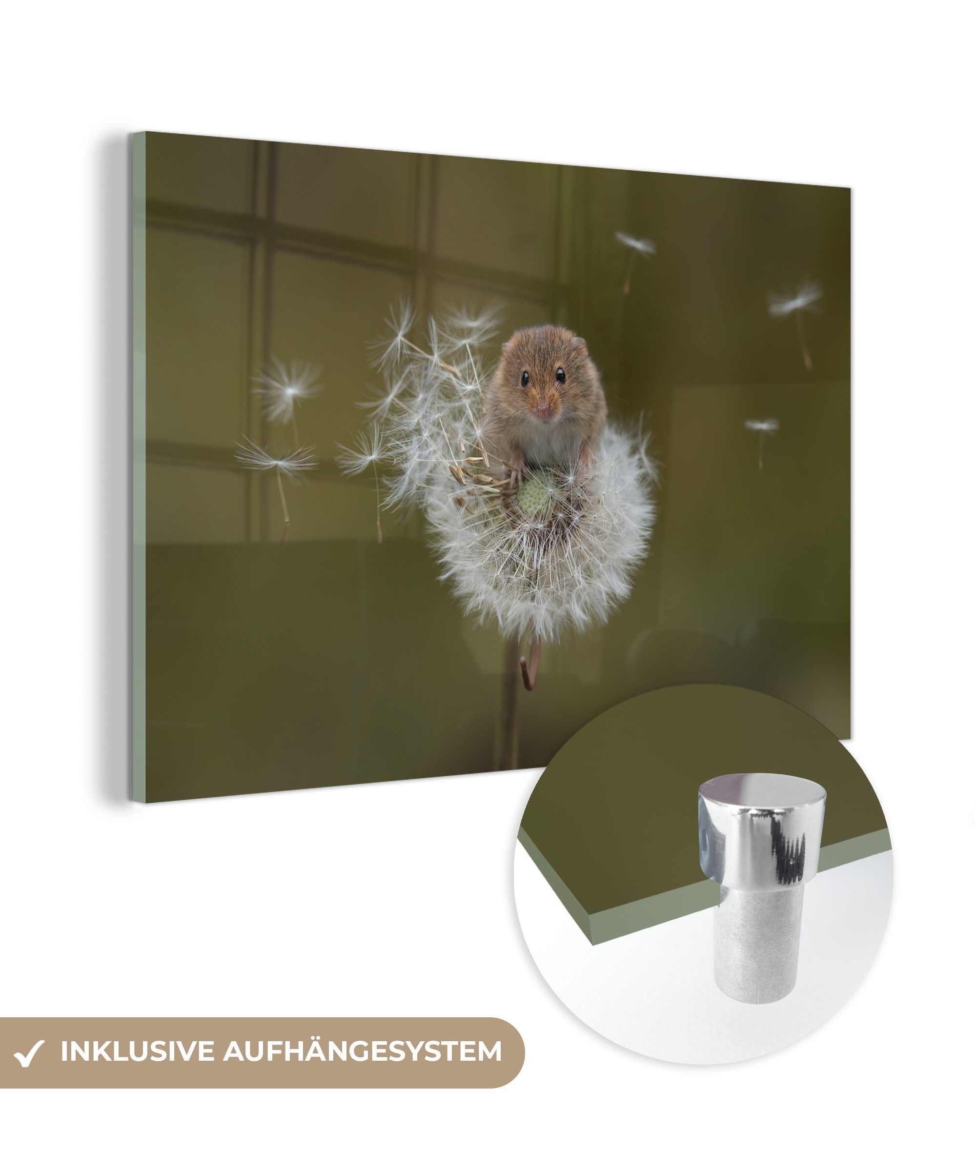 MuchoWow Acrylglasbild Maus balanciert auf einem Löwenzahn, (1 St), Acrylglasbilder Wohnzimmer & Schlafzimmer