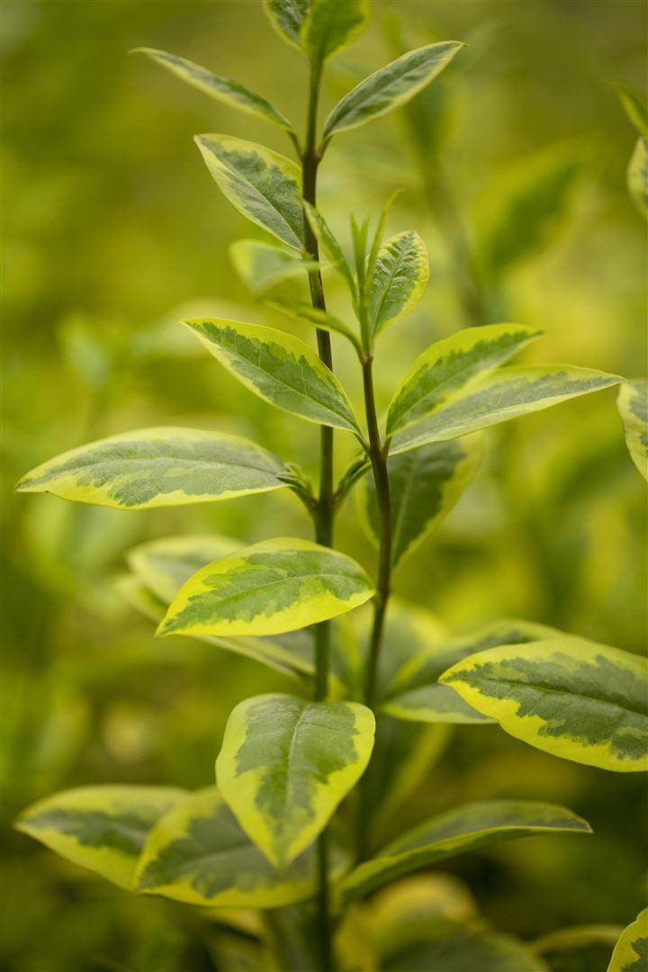 Pflanzen für Dich Gehölze Ligustrum oval. Aureum, 1 St., Goldliguster, Ovalblättriger Liguster