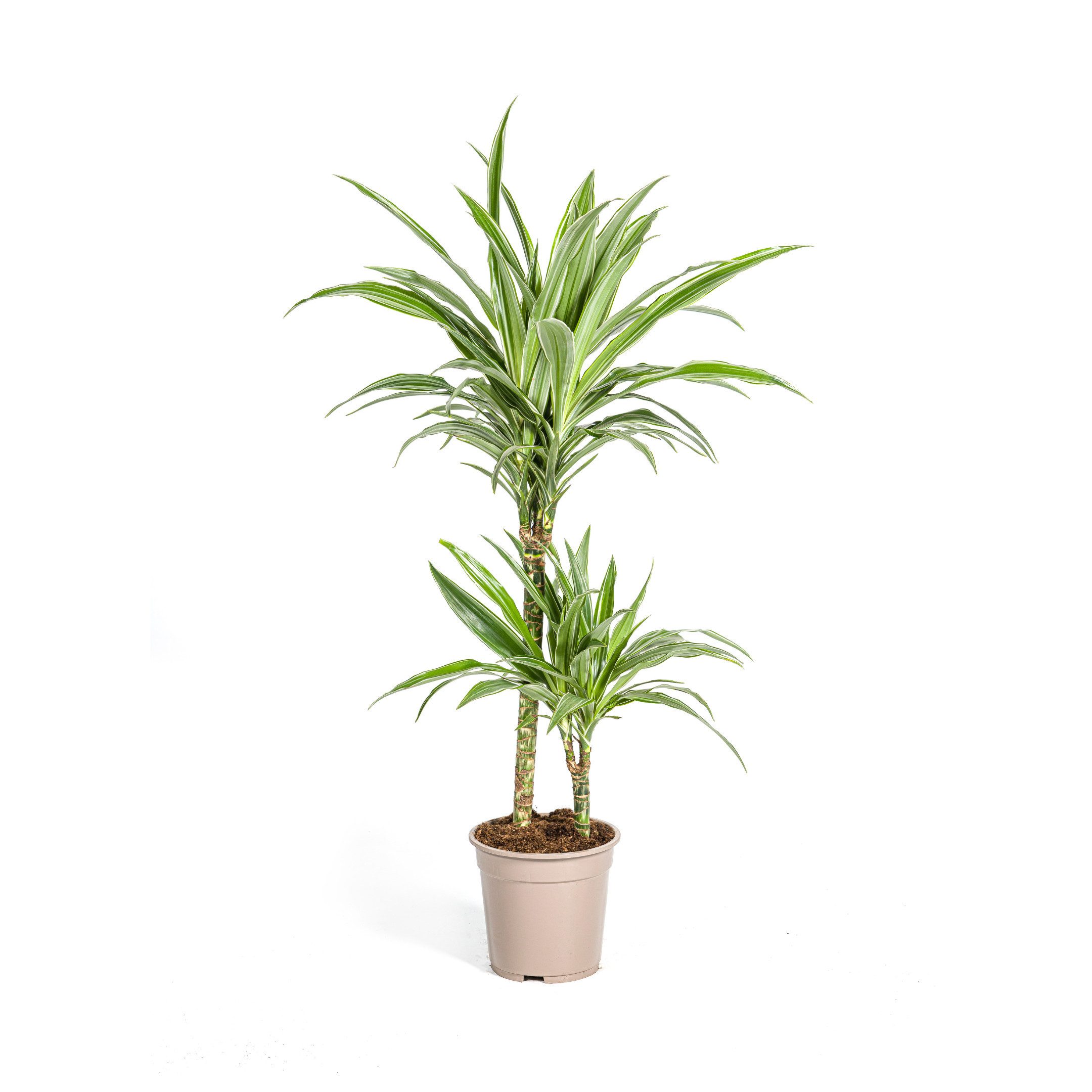 Exotenherz Zimmerpflanze Drachenbaum Drachenlilie Dracaena deremensis White Stripe