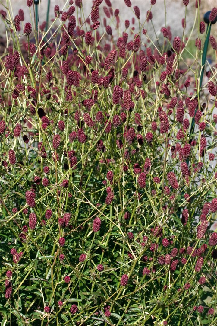 Pflanzen für Dich Staude Sanguisorba off. Red Thunder, 1 St., Großer Wiesenknopf, Blutwurz