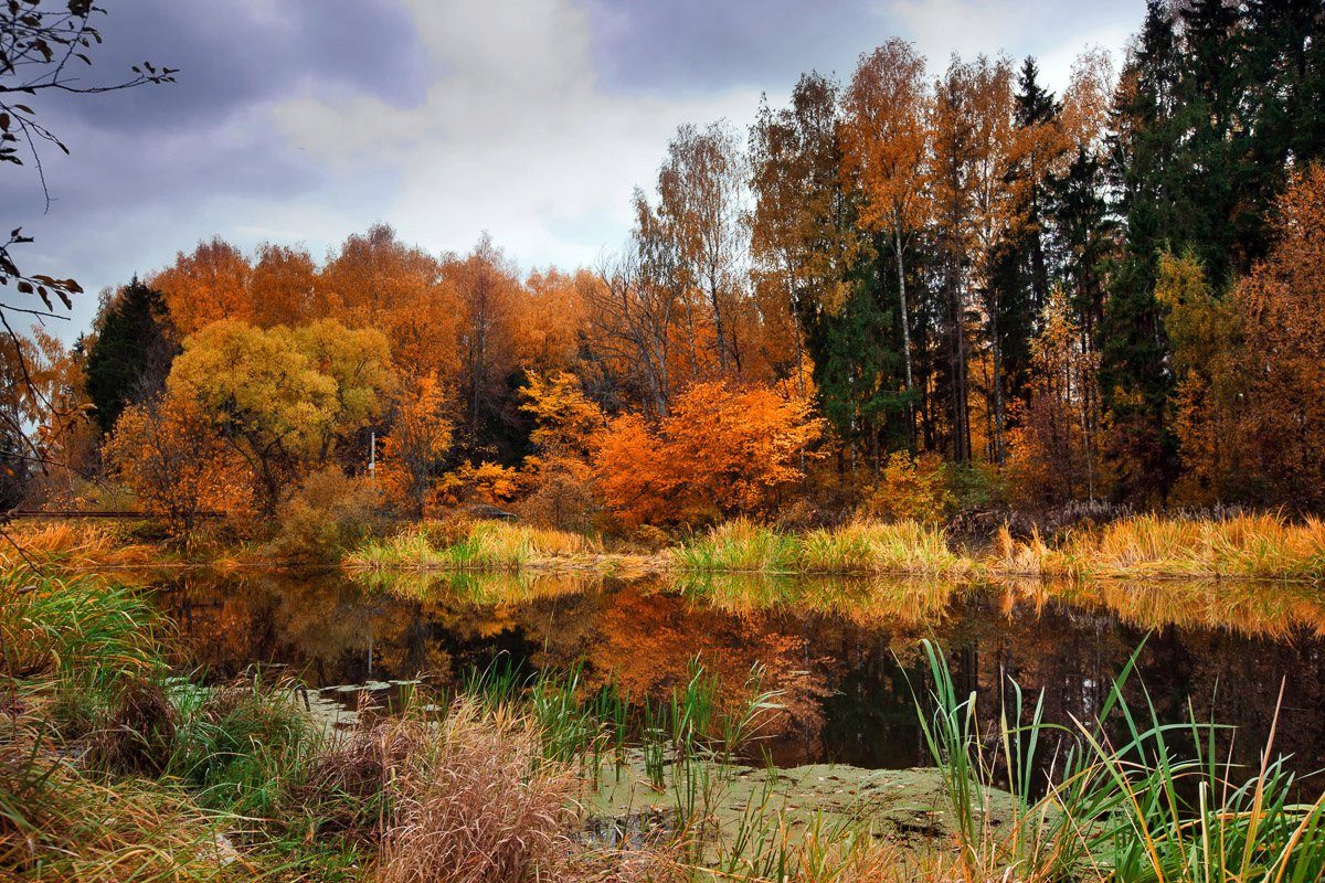 am Wald Fluss Fototapete Papermoon