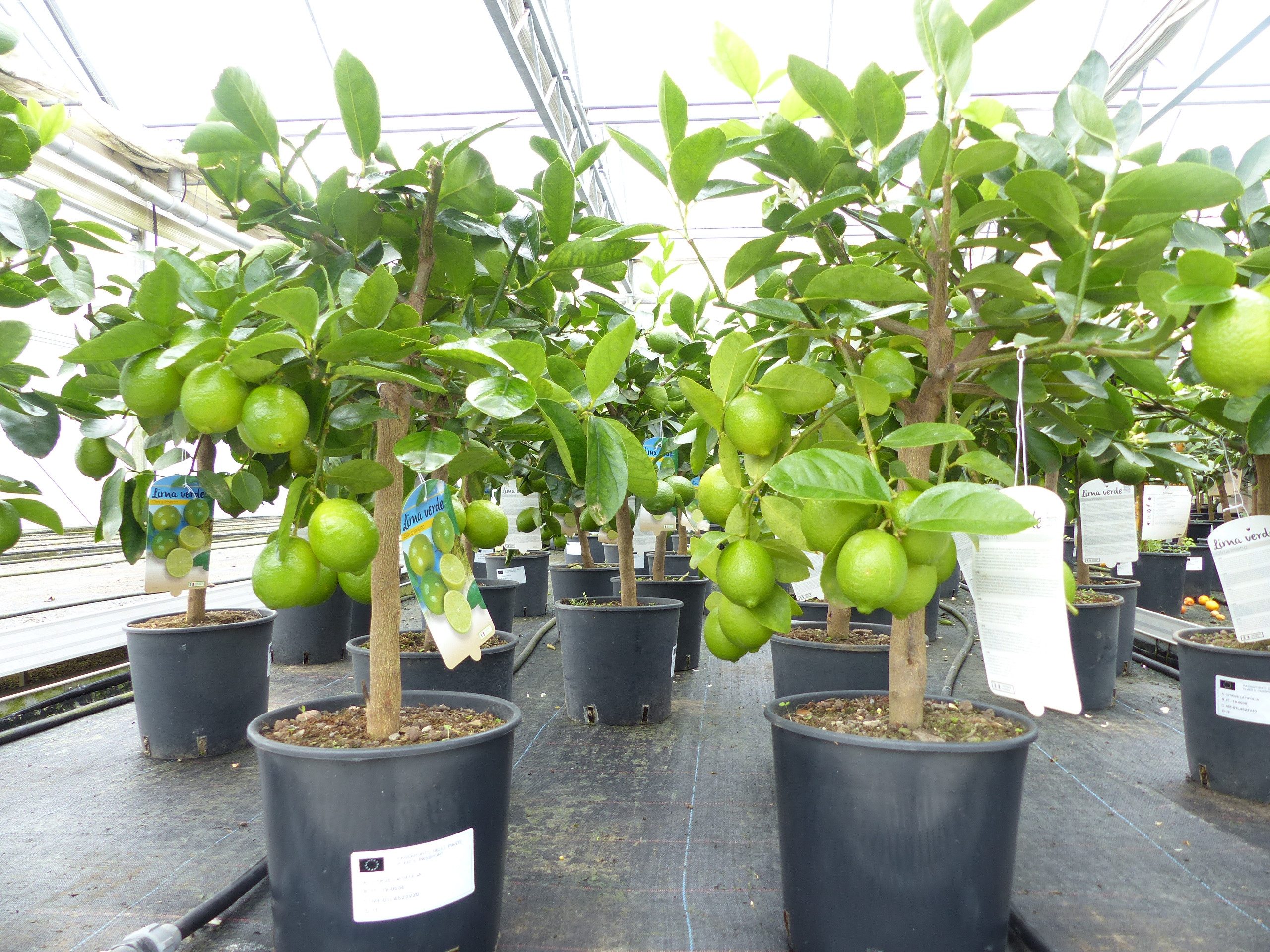 gruenwaren jakubik Zitronenbaum echte Caipi Limette Caipirinha Limettenbaum Citrus Lime 70 - 90 cm