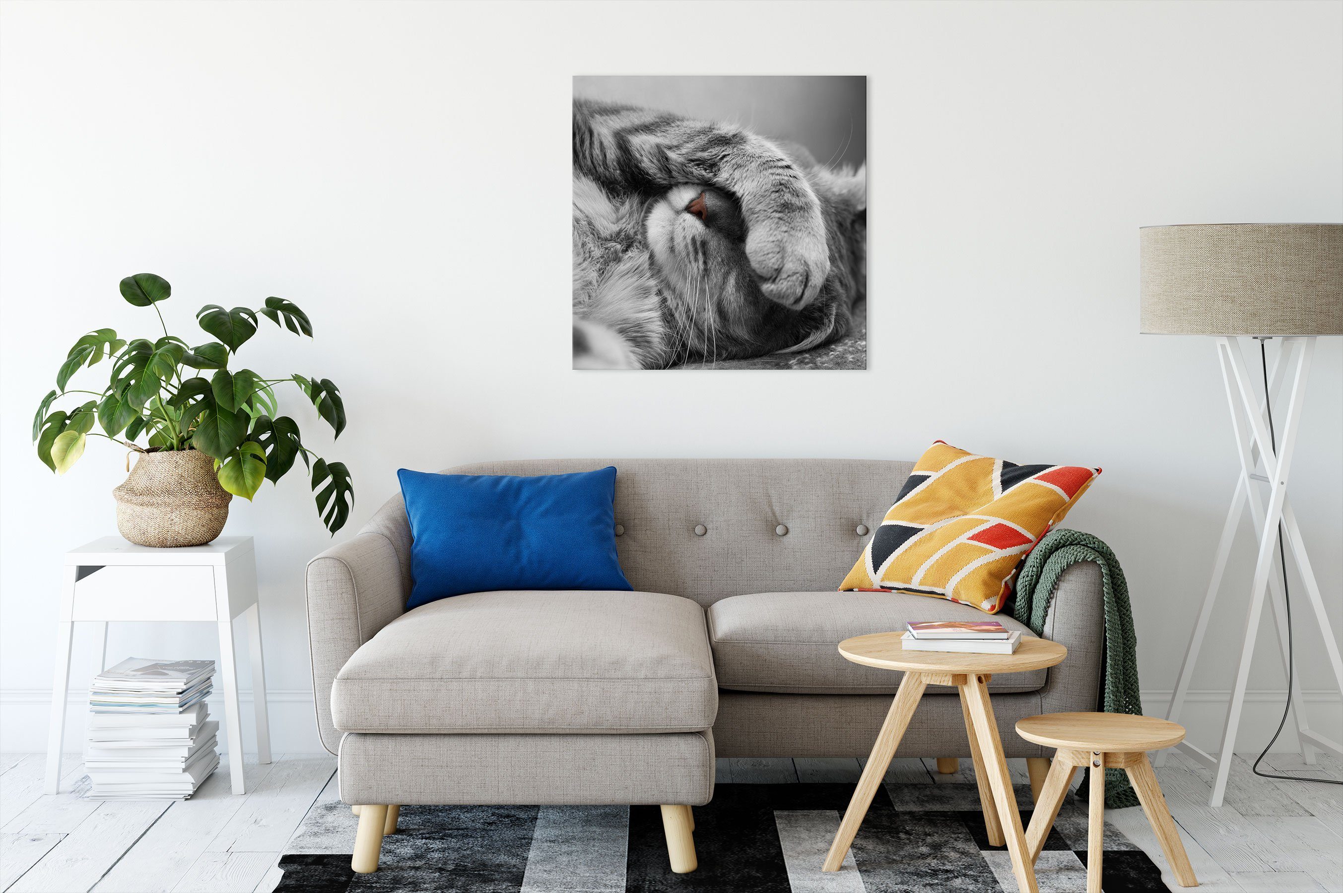 Pixxprint Leinwandbild niedliche Katze beim schlafen, niedliche Katze beim günstig online kaufen