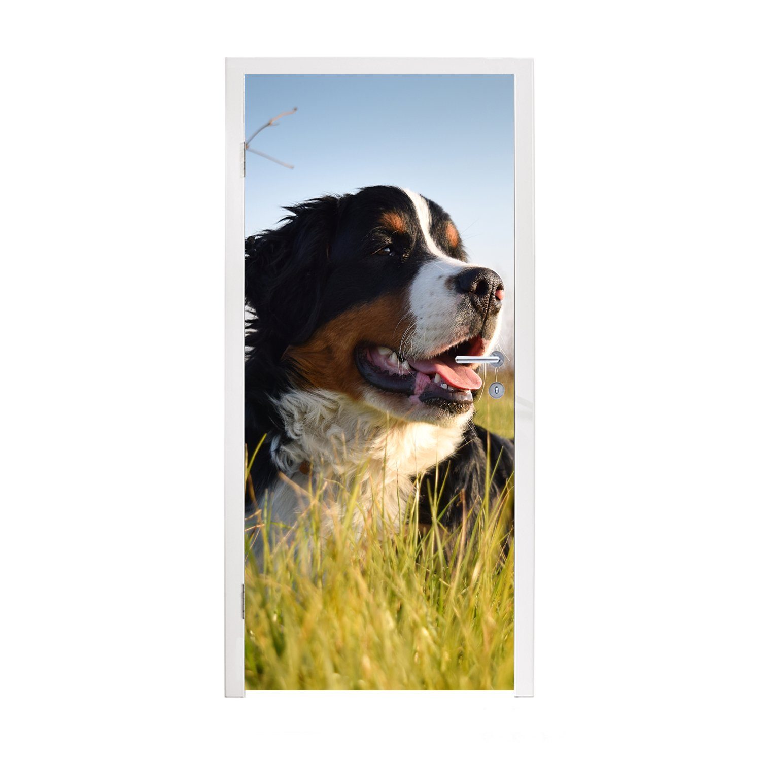 MuchoWow Türtapete Berner Sennenhund im Gras liegend, Matt, bedruckt, (1 St), Fototapete für Tür, Türaufkleber, 75x205 cm