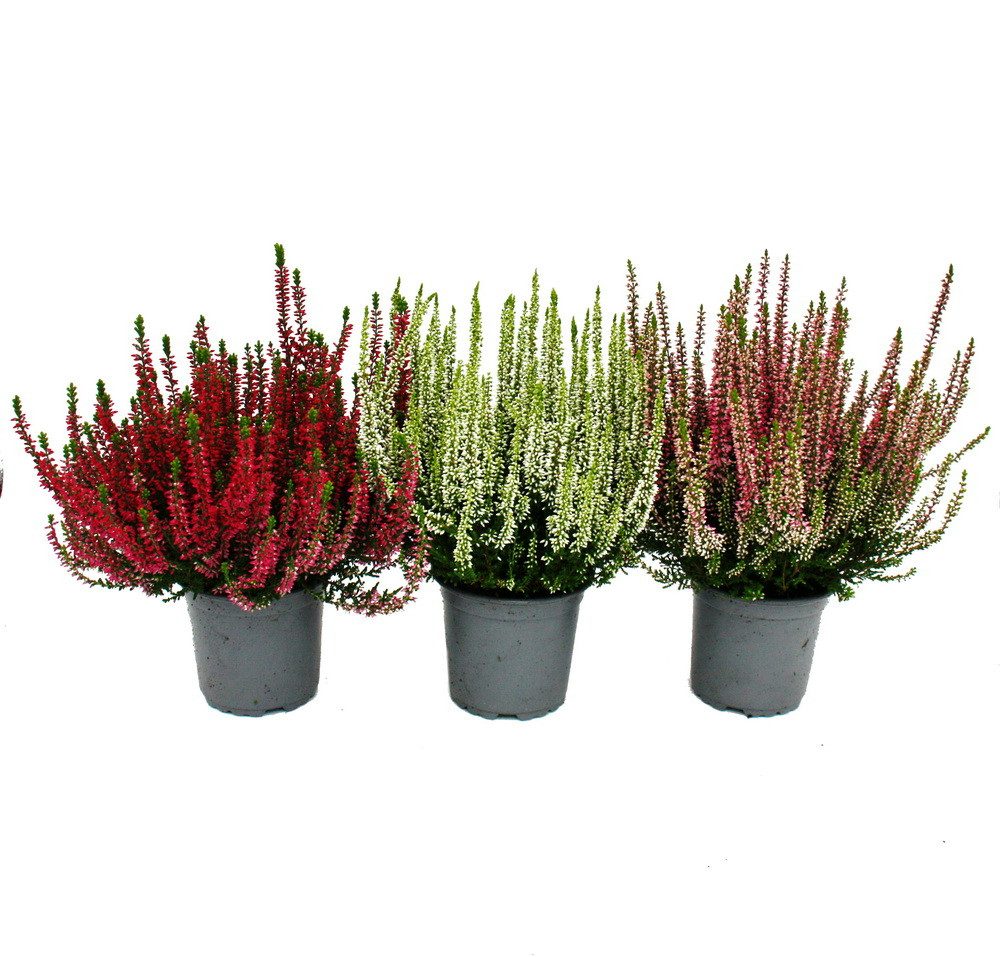 Exotenherz Beetpflanze Calluna vulgaris 3er Set Besenheide Heidepflanze winterhart 11cm Topf