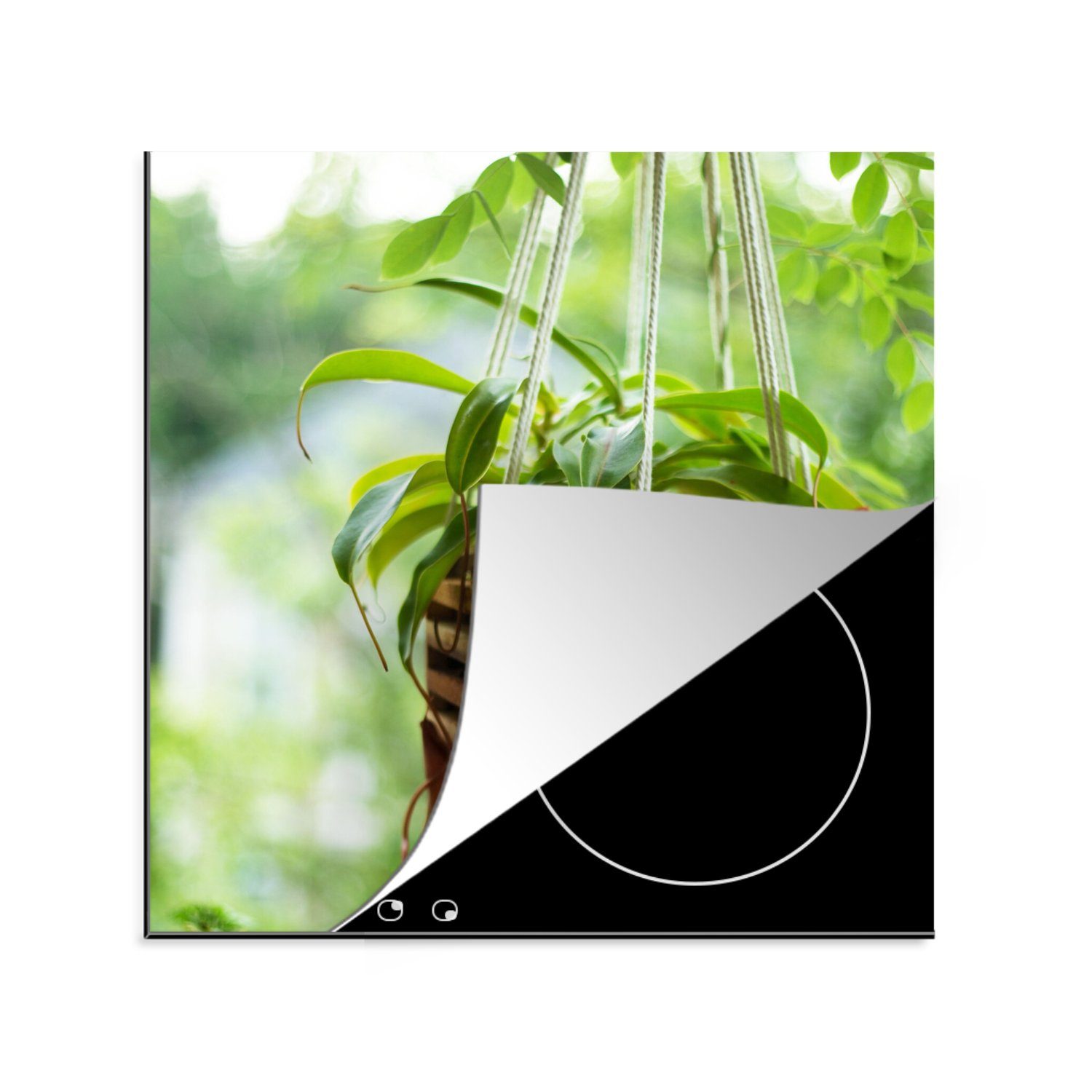 MuchoWow Herdblende-/Abdeckplatte Hängepflanze mit fleischfressenden Pflanzen, Vinyl, (1 tlg), 78x78 cm, Ceranfeldabdeckung, Arbeitsplatte für küche