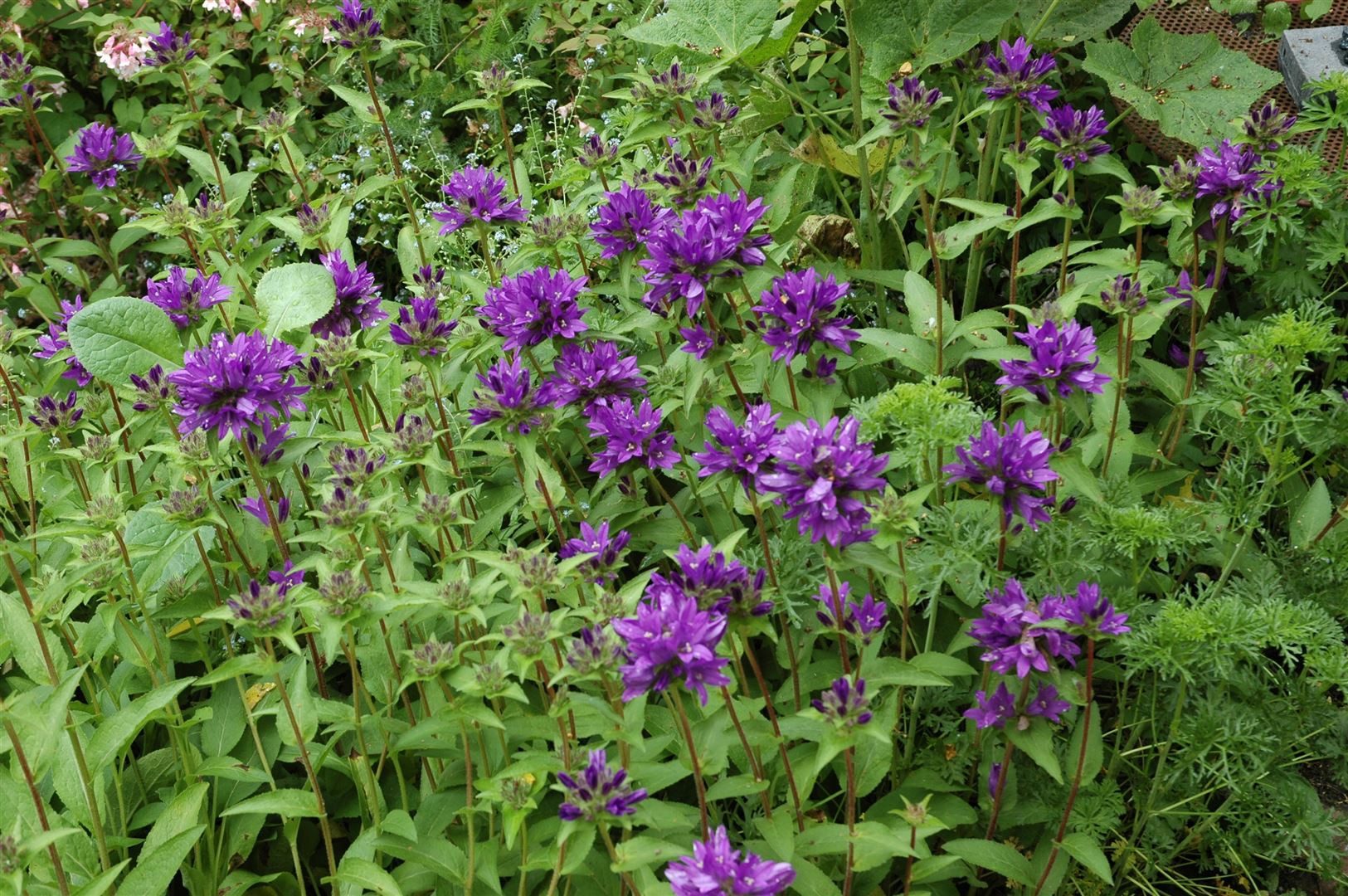 Pflanzen für Dich Staude Campanula glomerata 'Superba', 1 St., Knäuel-Glockenblume, Ballonblume – Bild 3 von 3
