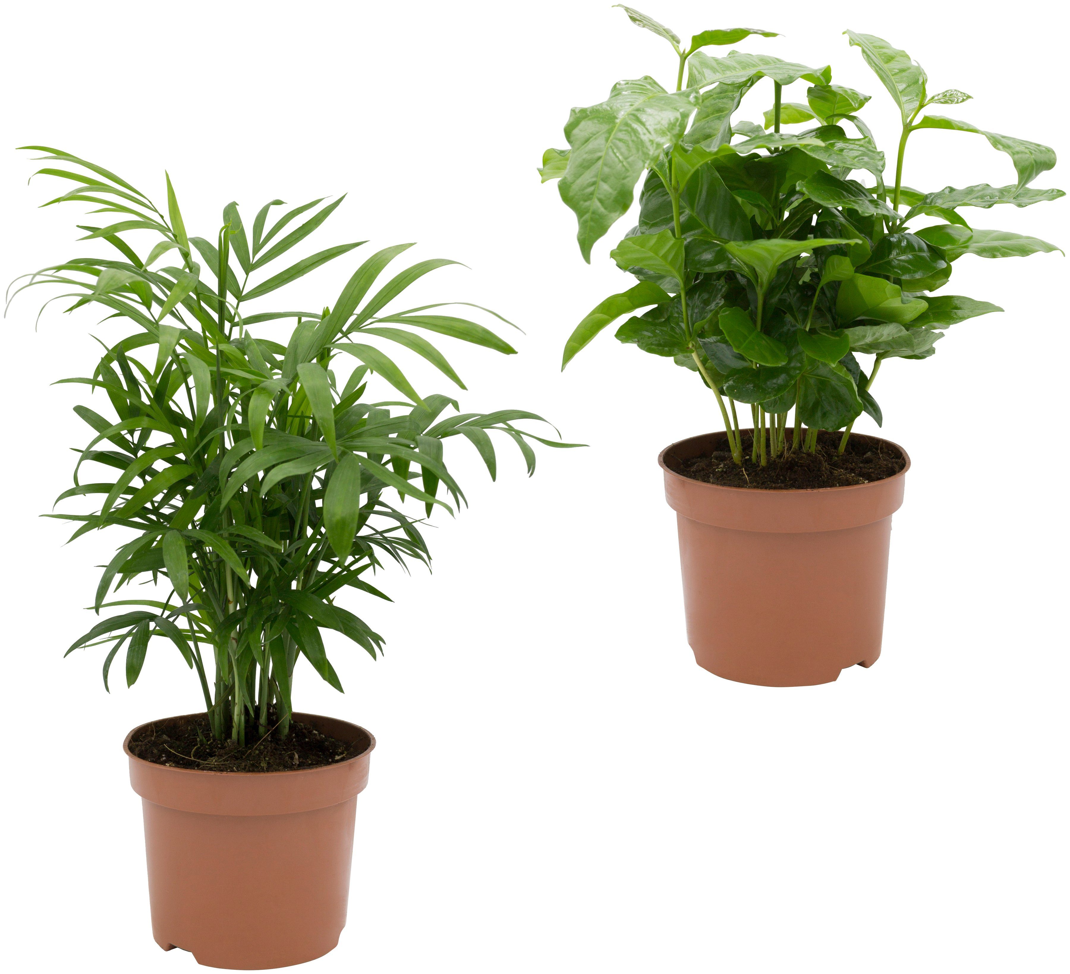 Dominik Zimmerpflanze »Palmen-Set«, Höhe: 30 cm, 2 Pflanzen-Otto