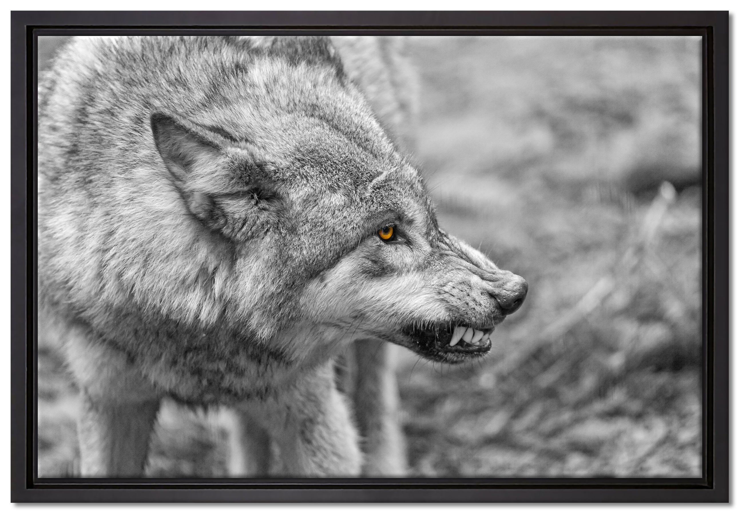 Pixxprint Leinwandbild knurrender Wolf, Wanddekoration (1 St), Leinwandbild fertig bespannt, in einem Schattenfugen-Bilderrahmen gefasst, inkl. Zackenaufhänger