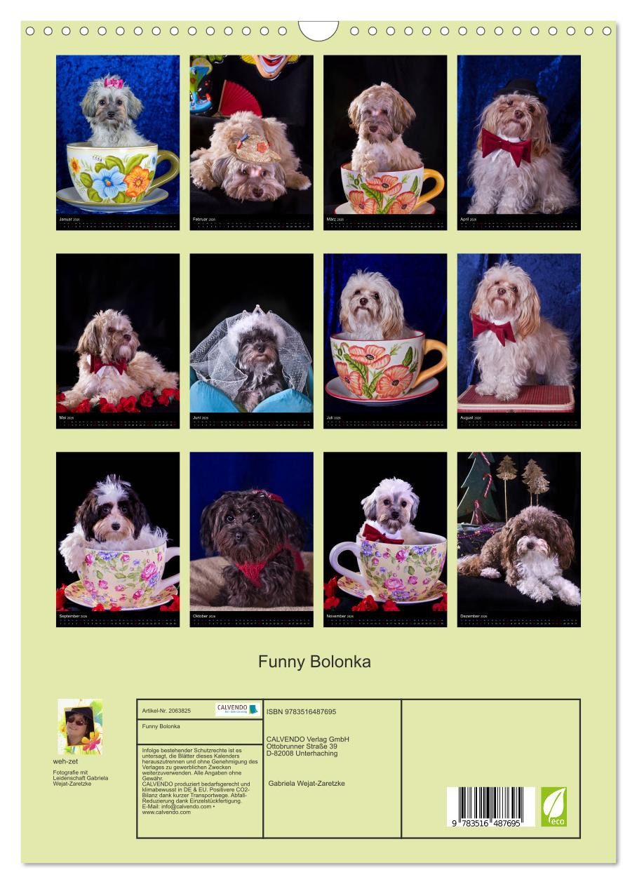 Thumbnail - CALVENDO Wandkalender Funny Bolonka (Wandkalender 2026 DIN A3 hoch), CALVENDO Monatskalender