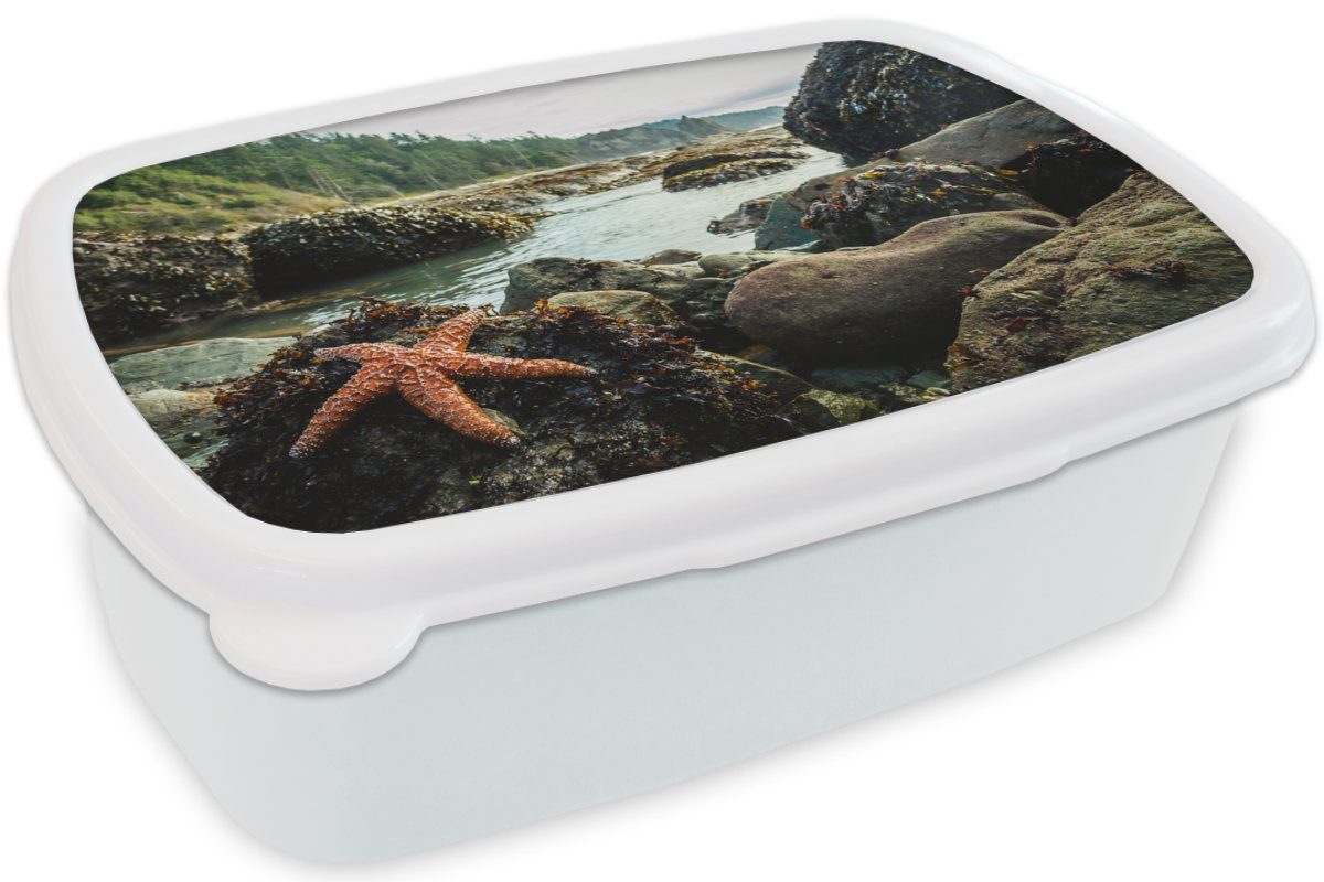 MuchoWow Lunchbox Meer weiß und und Brotbox Kinder - Seesterne, für Steine Brotdose, für Jungs Mädchen - Erwachsene, Kunststoff, (2-tlg)