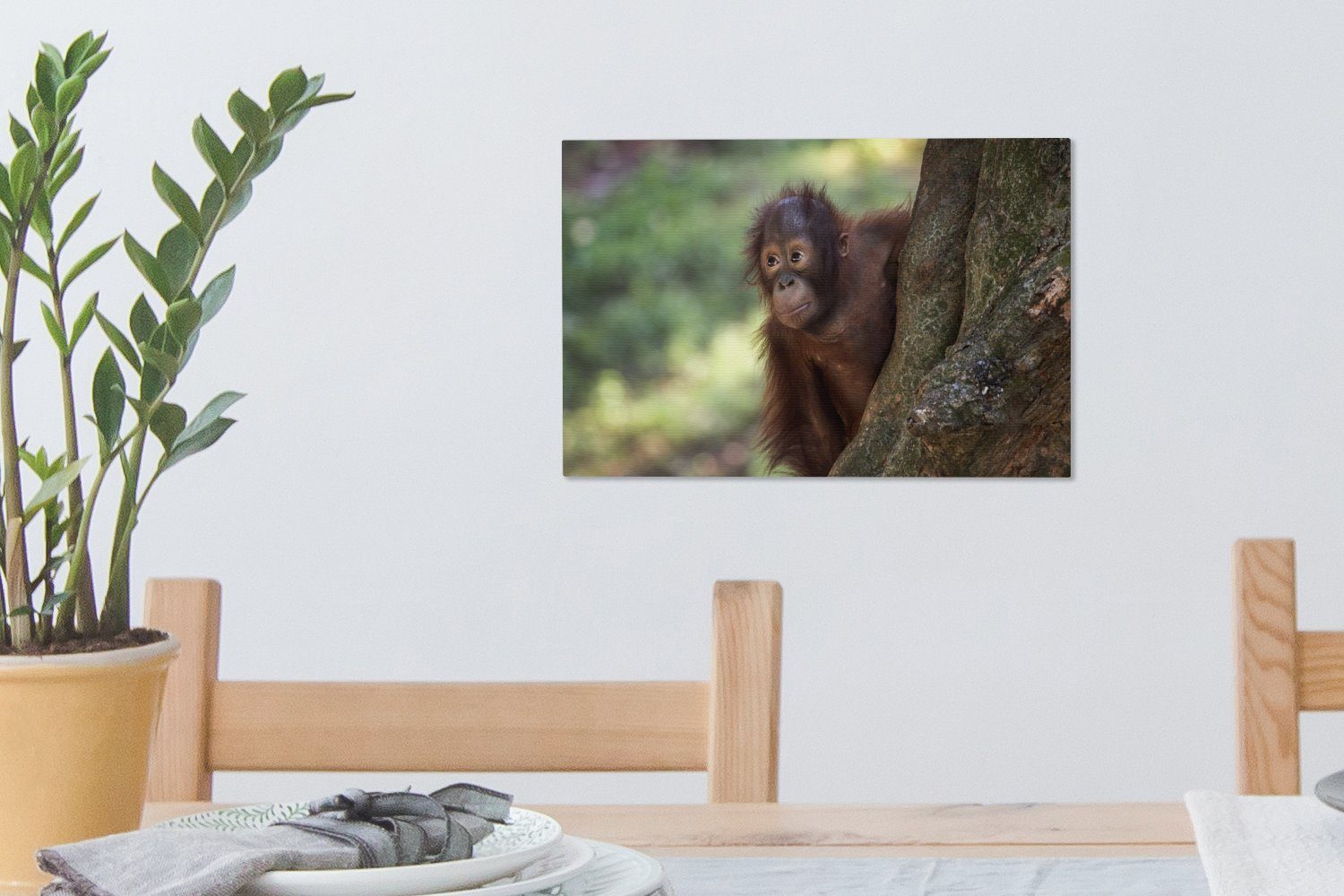 (1 OneMillionCanvasses® einem Baum, Leinwandbilder, Orang-Utan 30x20 hinter St), Kleiner Leinwandbild Wandbild cm Aufhängefertig, Wanddeko,