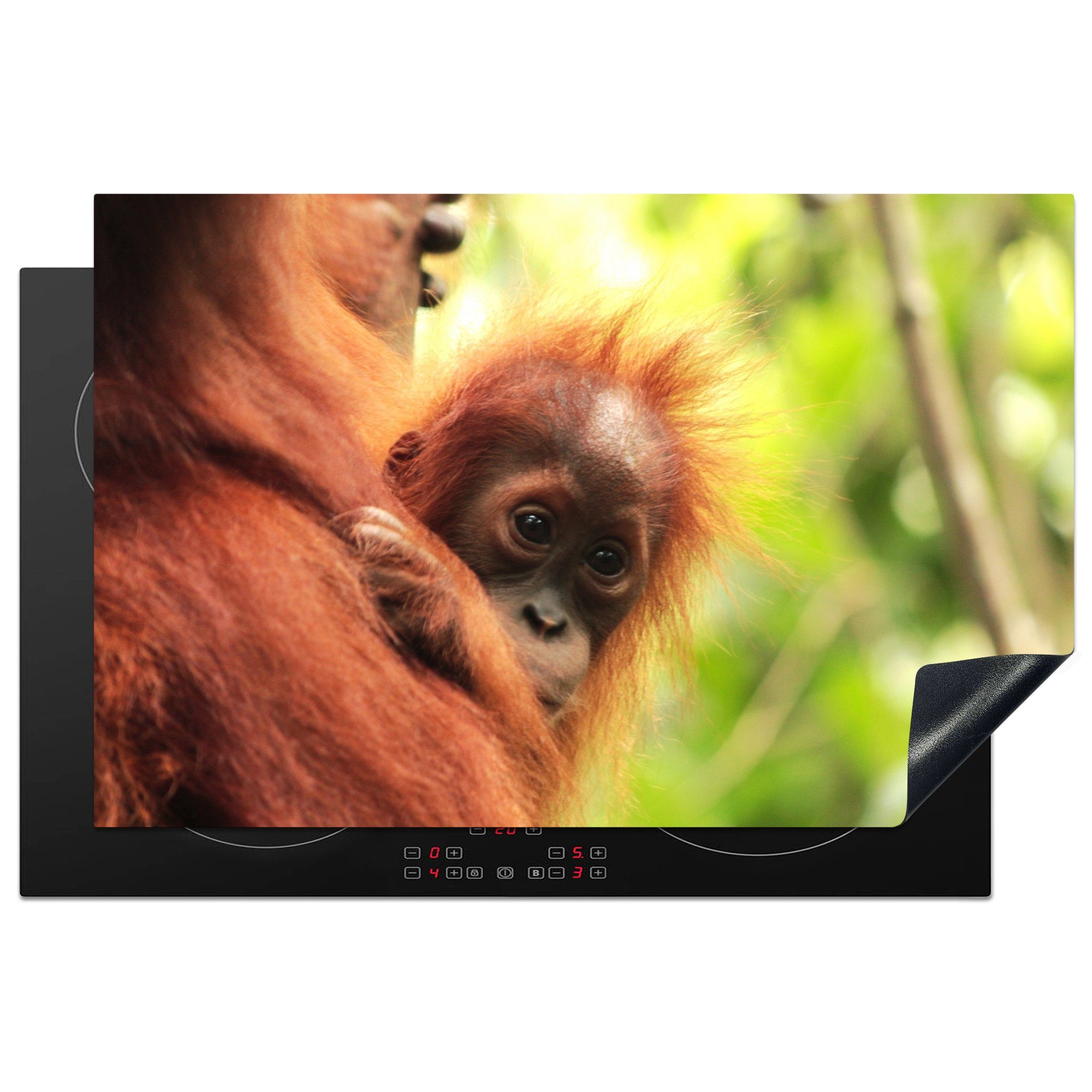 Herdblende-/Abdeckplatte Vinyl, Schutz Induktionskochfeld tlg), für Ceranfeldabdeckung 81x52 MuchoWow Bild (1 cm, eines jungen küche, die Sumatra-Orang-Utan-Affen,