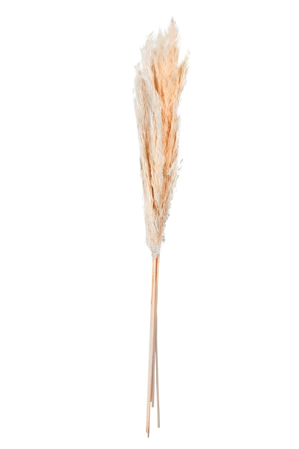 Trockenblume DRIED FLOWERS, 6er Bund, Creme, Naturfaser