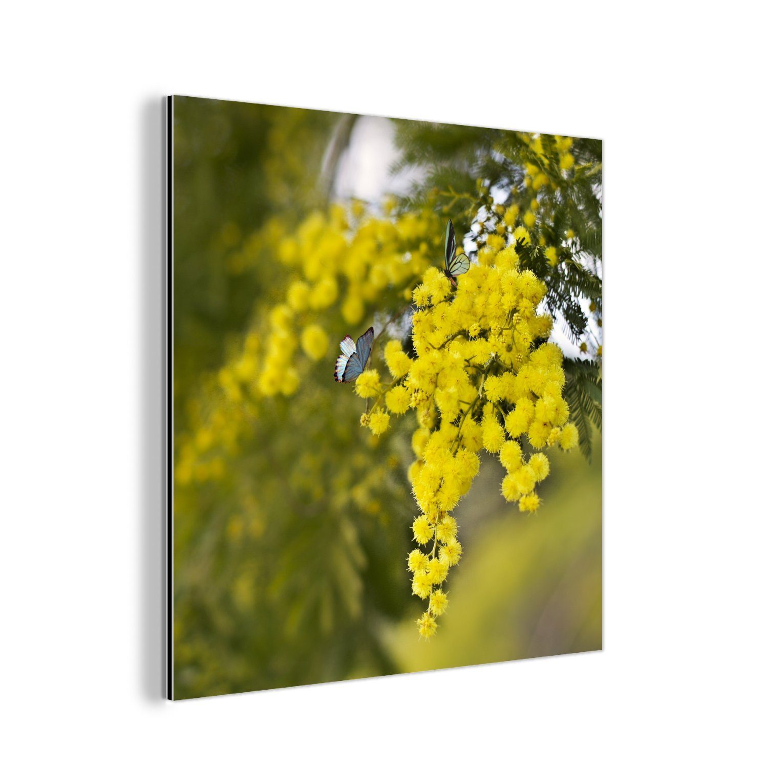 MuchoWow Metallbild Gelbe Mimosenpflanze mit grünen Blättern, (1 St), Alu-Dibond-Druck, Gemälde aus Metall, Aluminium deko | Bilder